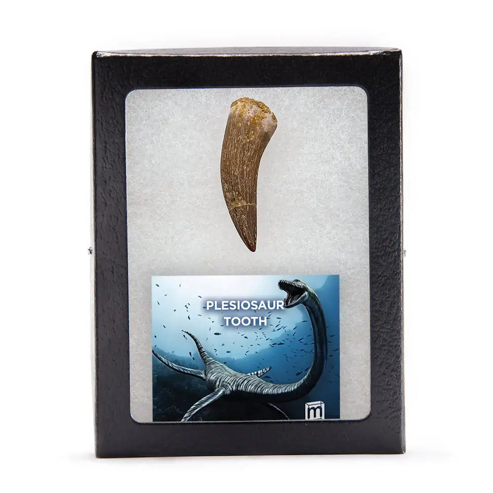 Plesiosaur Tooth - Authentic Cretaceous Marine Reptile Fossil Specimen - Extra Large