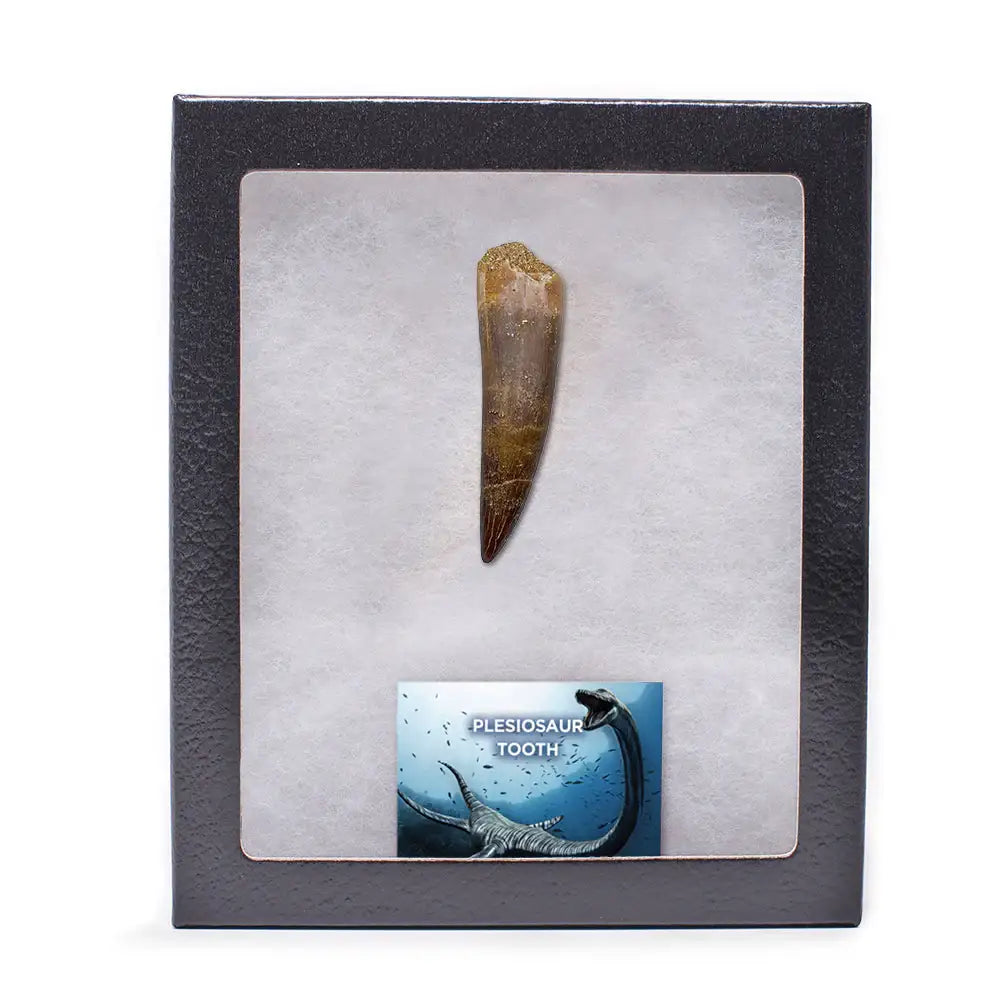 Plesiosaur Tooth - Authentic Cretaceous Marine Reptile Fossil Specimen - Extra Large
