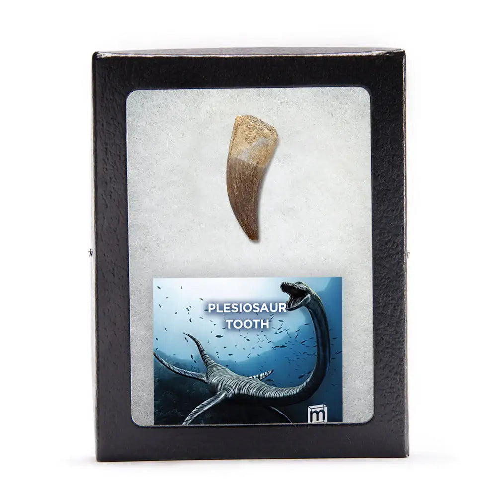 Plesiosaur Tooth - Authentic Cretaceous Marine Reptile Fossil Specimen - Extra Large