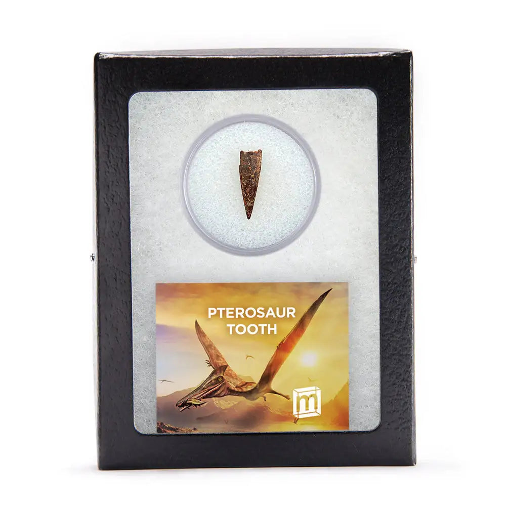 Pterosaur Tooth - Authentic Kem Kem Fossil Specimen - Large