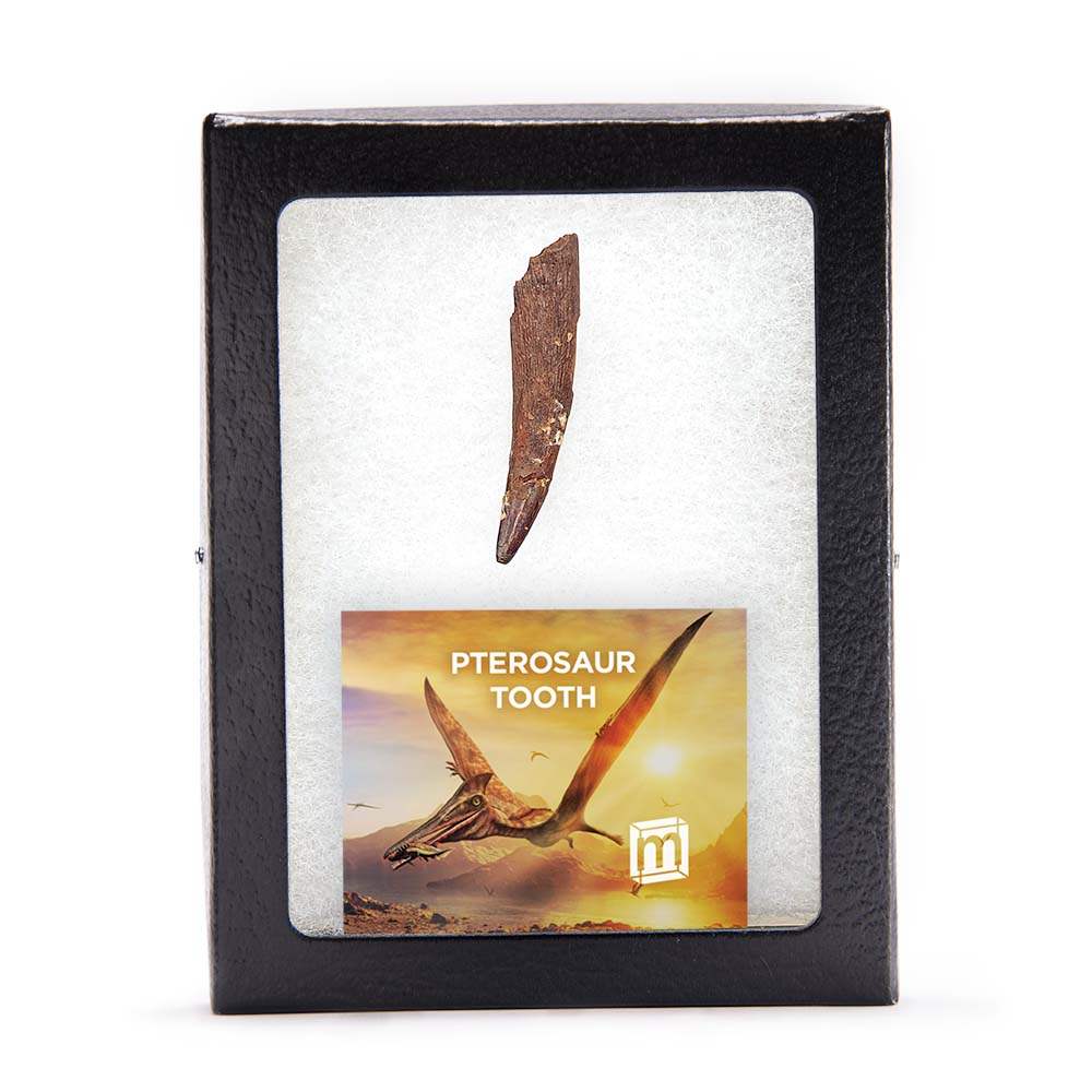 Pterosaur Tooth - Authentic Kem Kem Fossil Specimen - Large