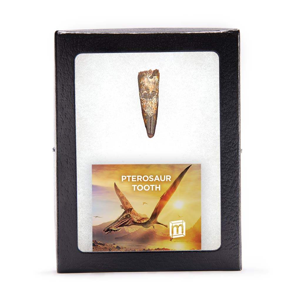 Pterosaur Tooth - Authentic Kem Kem Fossil Specimen - Large