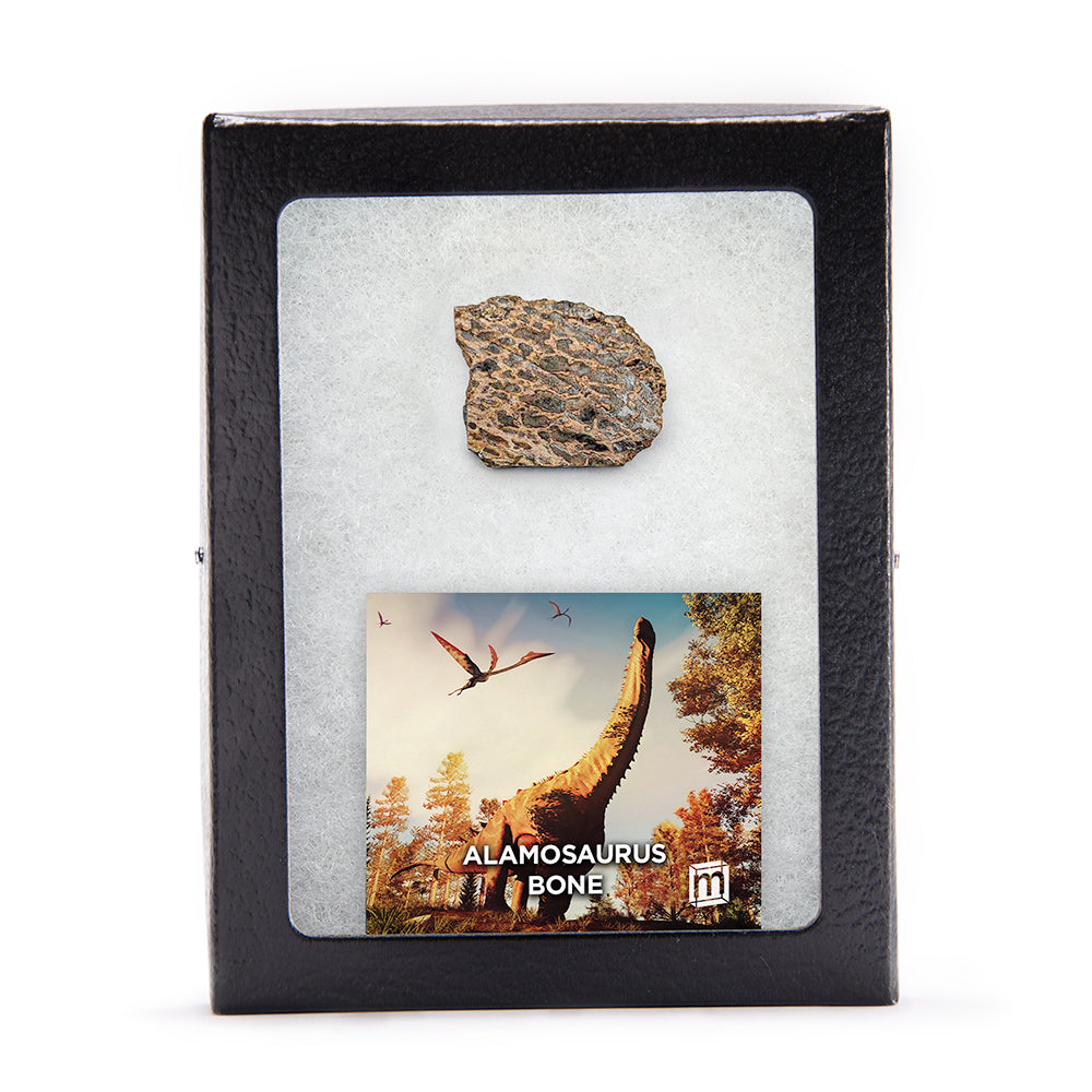 Alamosaurus Bone Fragment - Authentic Javelina Formation Fossil Specimen