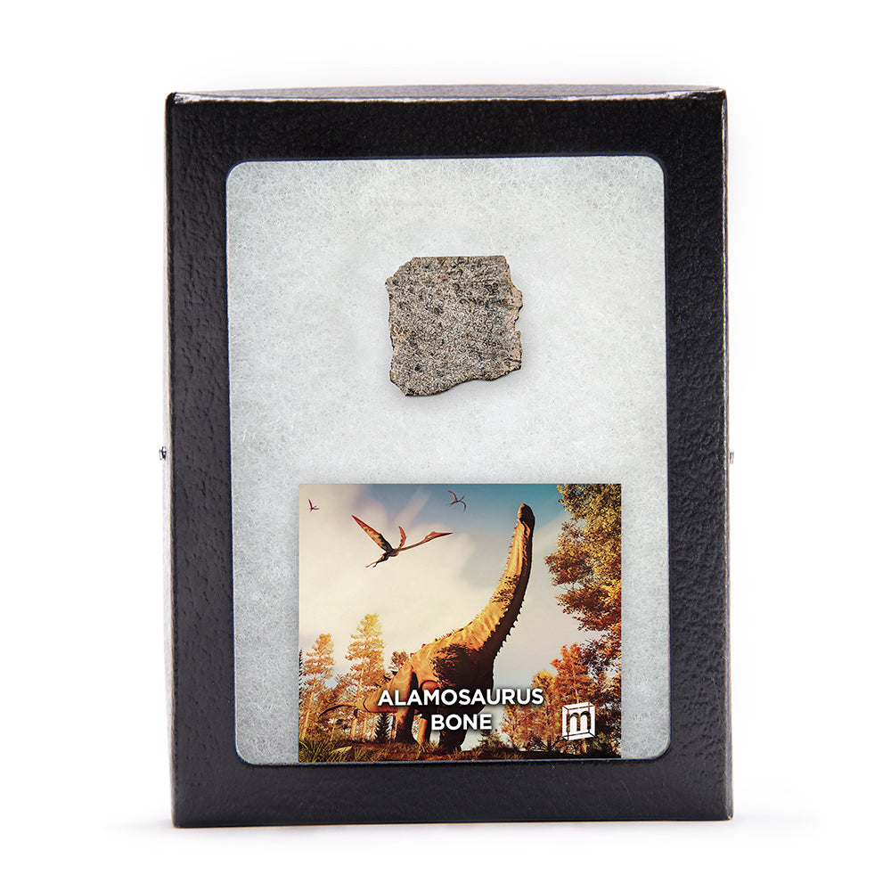 Alamosaurus Bone Fragment - Authentic Javelina Formation Fossil Specimen