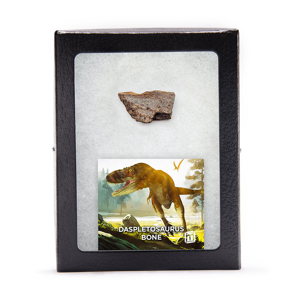 Daspletosaurus Bone Fragment - Authentic Two Medicine Formation Fossil Specimen