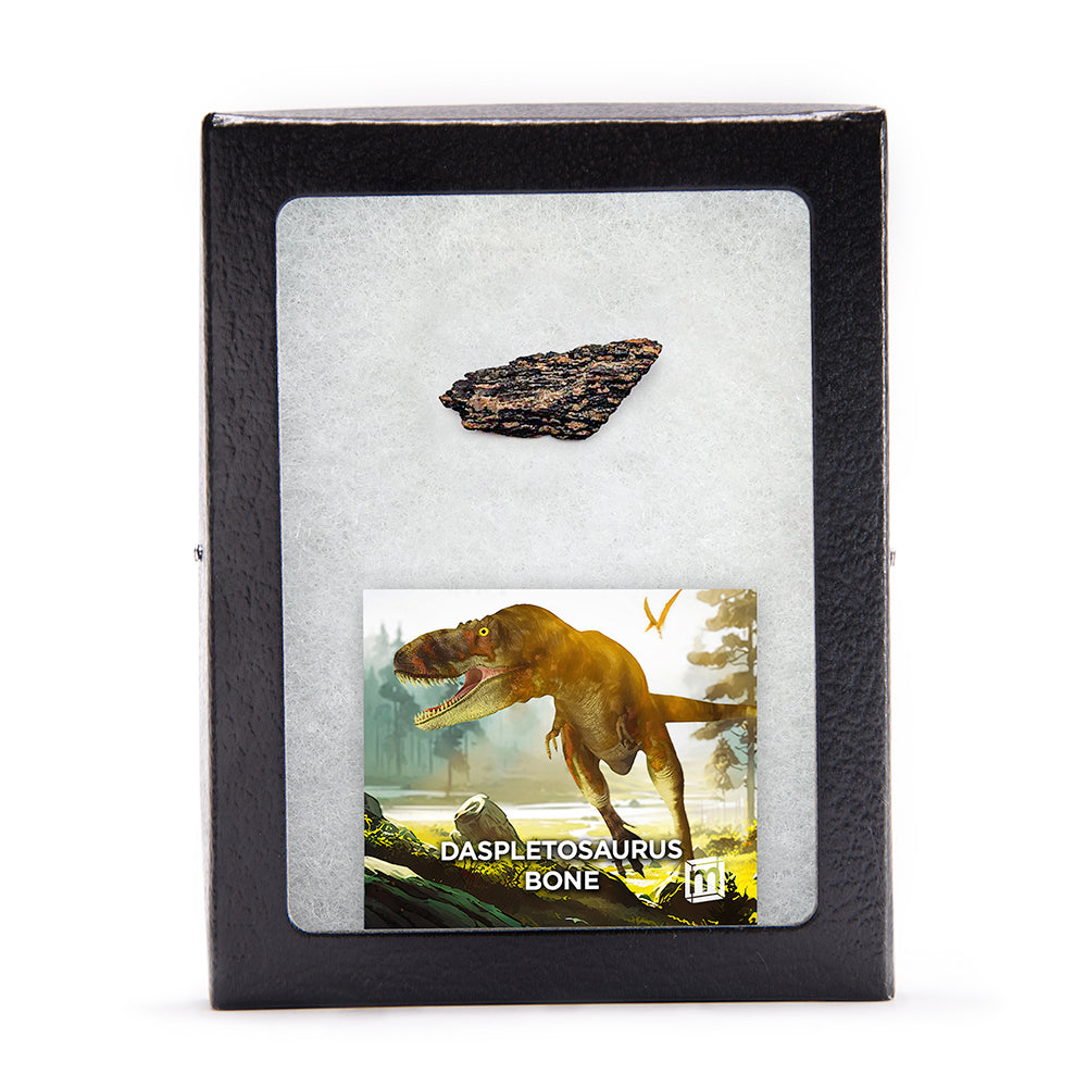 Daspletosaurus Bone Fragment - Authentic Two Medicine Formation Fossil Specimen