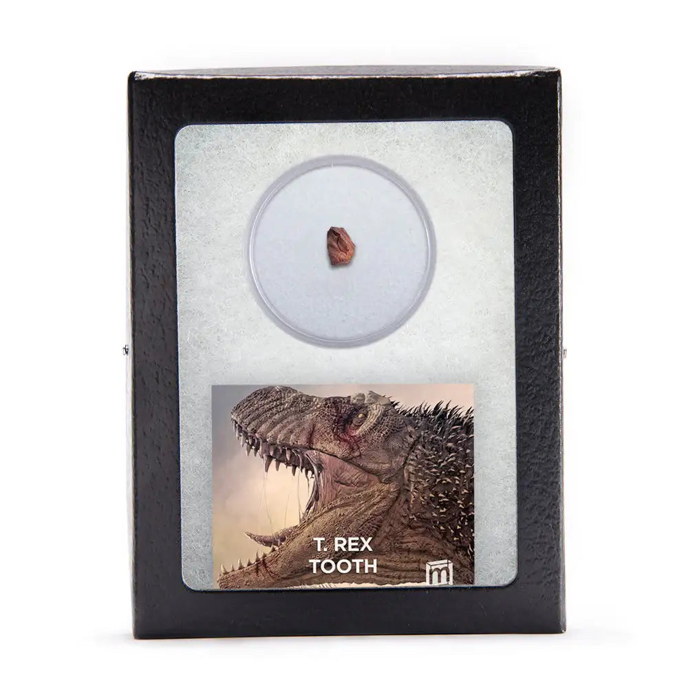 Tyrannosaurus Rex Tooth Fragment - Authentic Hell Creek Fossil Specimen