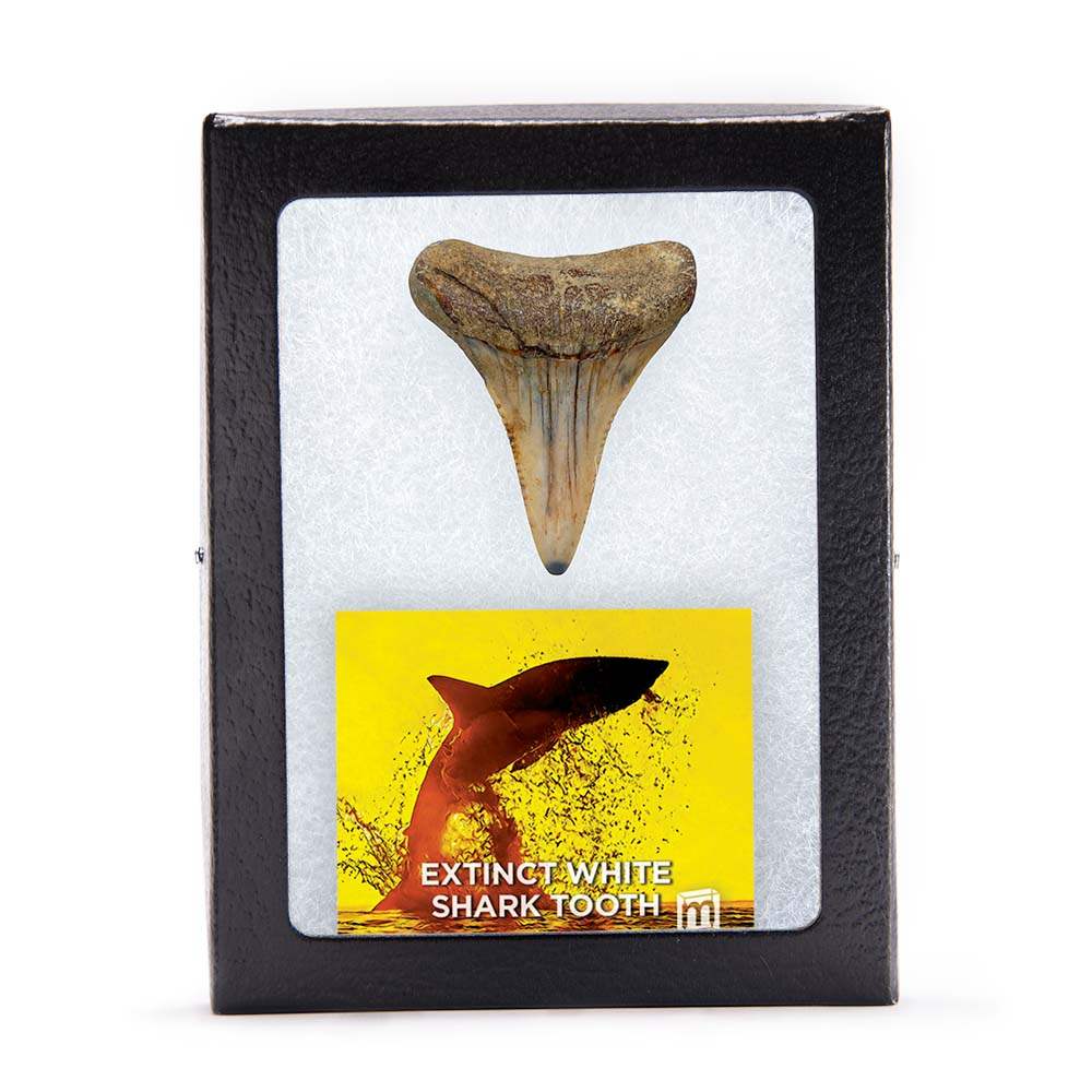 Fossil Great White Shark Tooth - Authentic Ancient Specimen - Large 1.5 in to 2 in