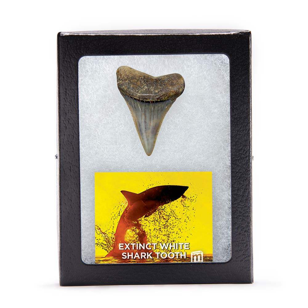 Authentic Fossil Great White Shark Tooth Large | Ancient