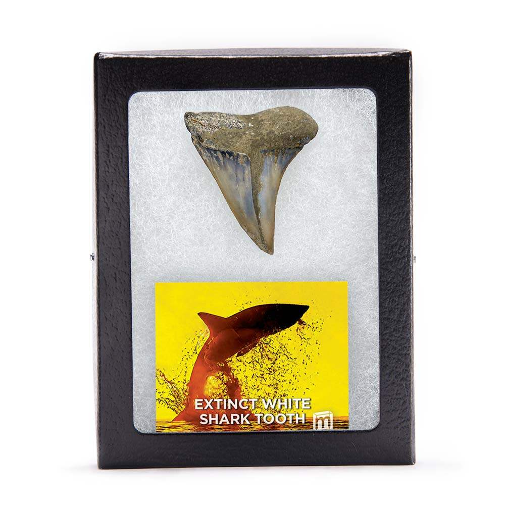 Fossil Great White Shark Tooth - Authentic Ancient Specimen - Large 1.5 in to 2 in