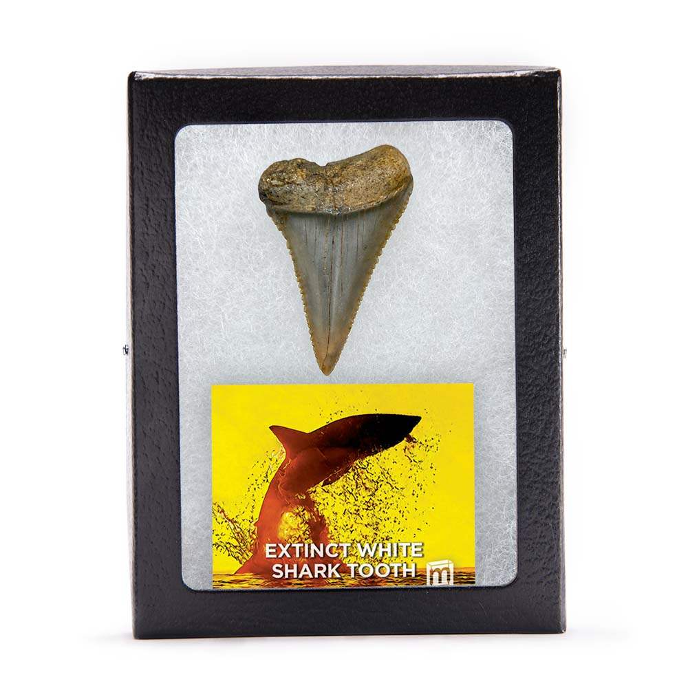 Fossil Great White Shark Tooth - Authentic Ancient Specimen - Large 1.5 in to 2 in