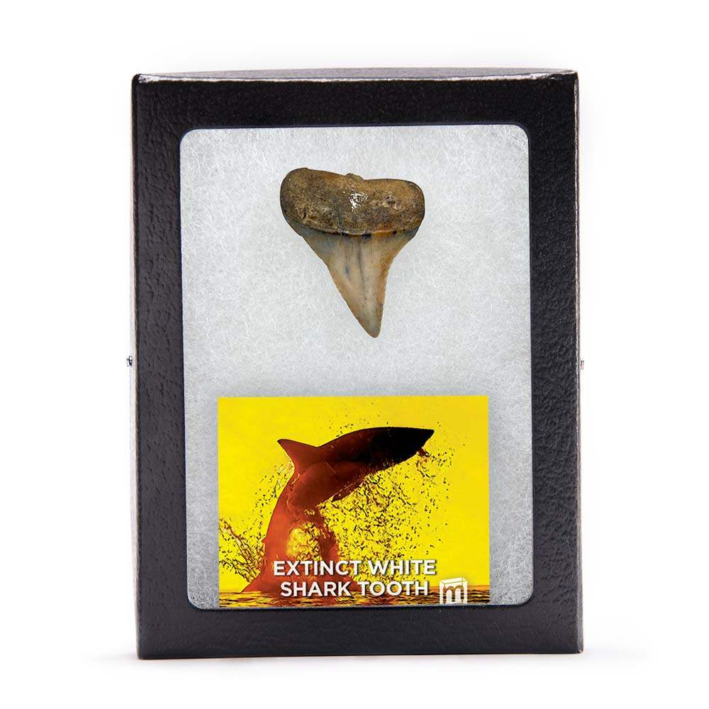 Fossil Great White Shark Tooth - Authentic Ancient Specimen - Large 1.5 in to 2 in