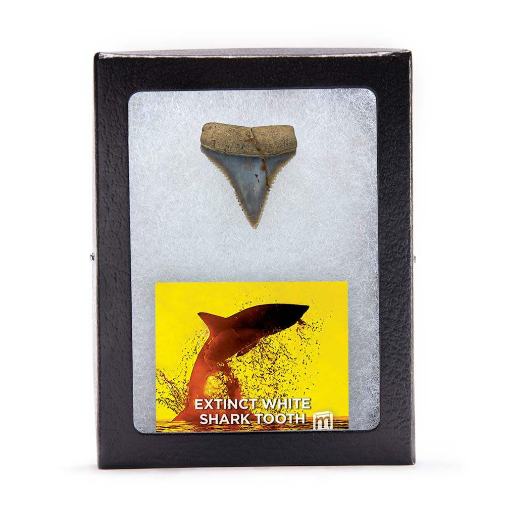 Fossil Great White Shark Tooth - Authentic Ancient Specimen - Large 1.5 in to 2 in