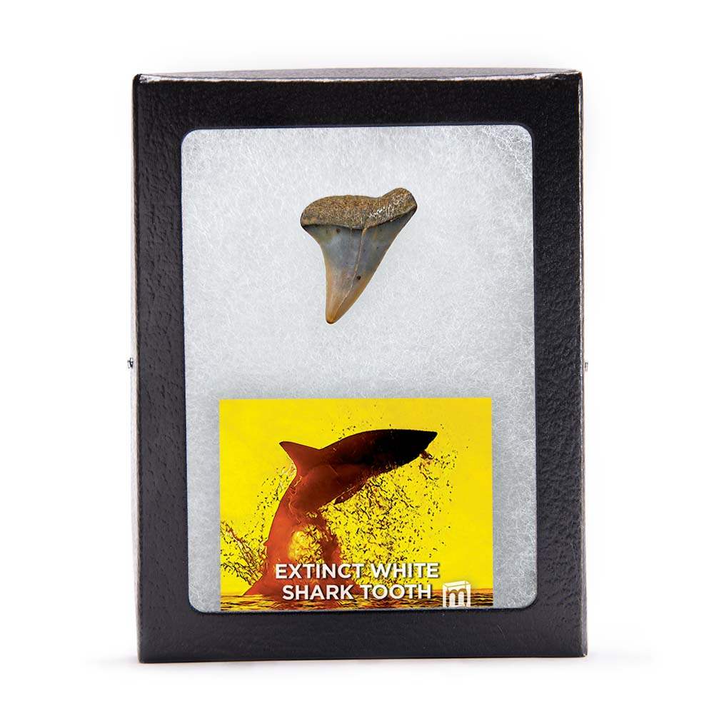Fossil Great White Shark Tooth - Authentic Ancient Specimen - Large 1.5 in to 2 in