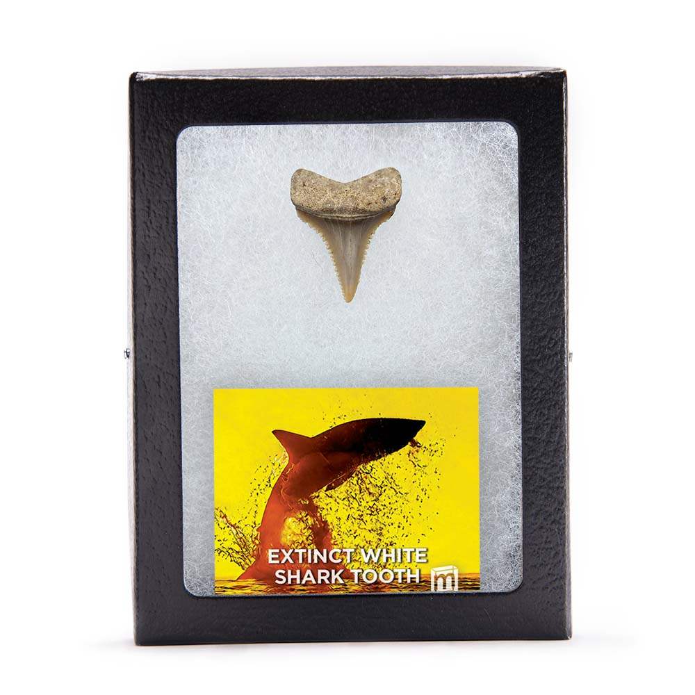 Fossil Great White Shark Tooth - Authentic Ancient Specimen - Large 1.5 in to 2 in