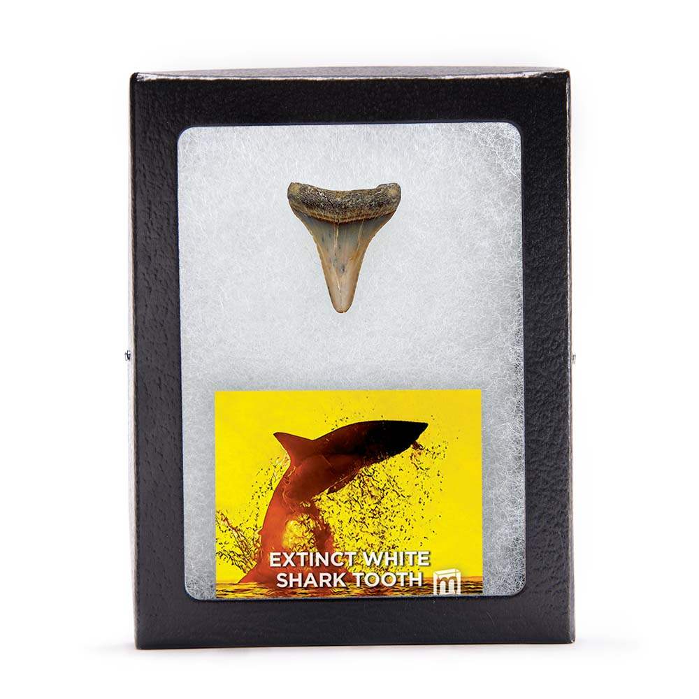 Fossil Great White Shark Tooth - Authentic Ancient Specimen - Large 1.5 in to 2 in