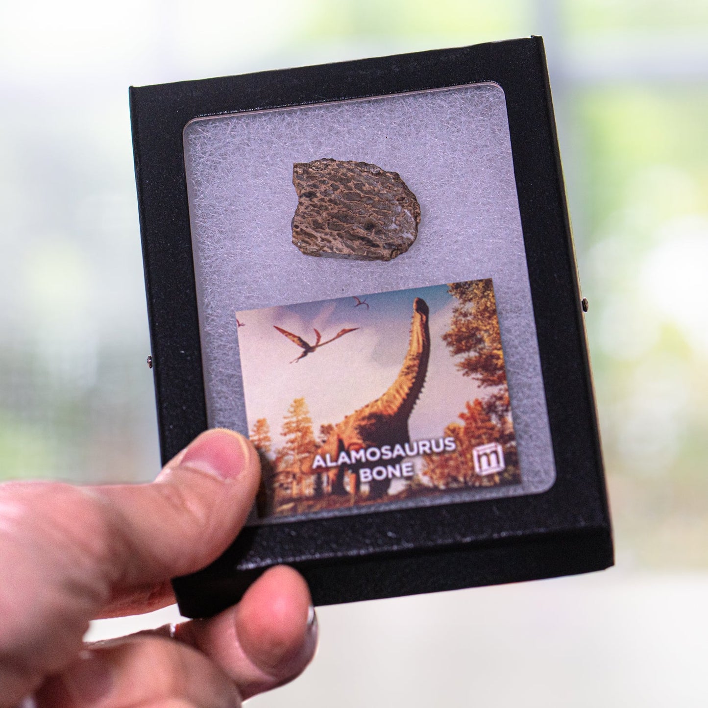 Alamosaurus Bone Fragment - Authentic Javelina Formation Fossil Specimen
