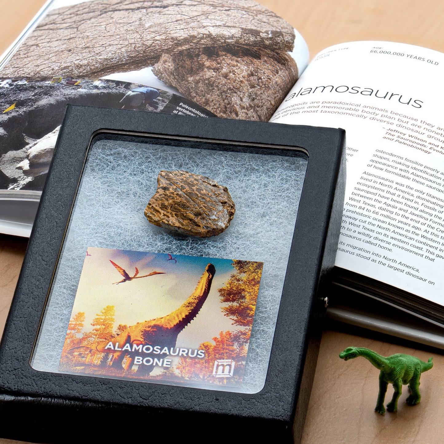 Alamosaurus Bone Fragment - Authentic Javelina Formation Fossil Specimen
