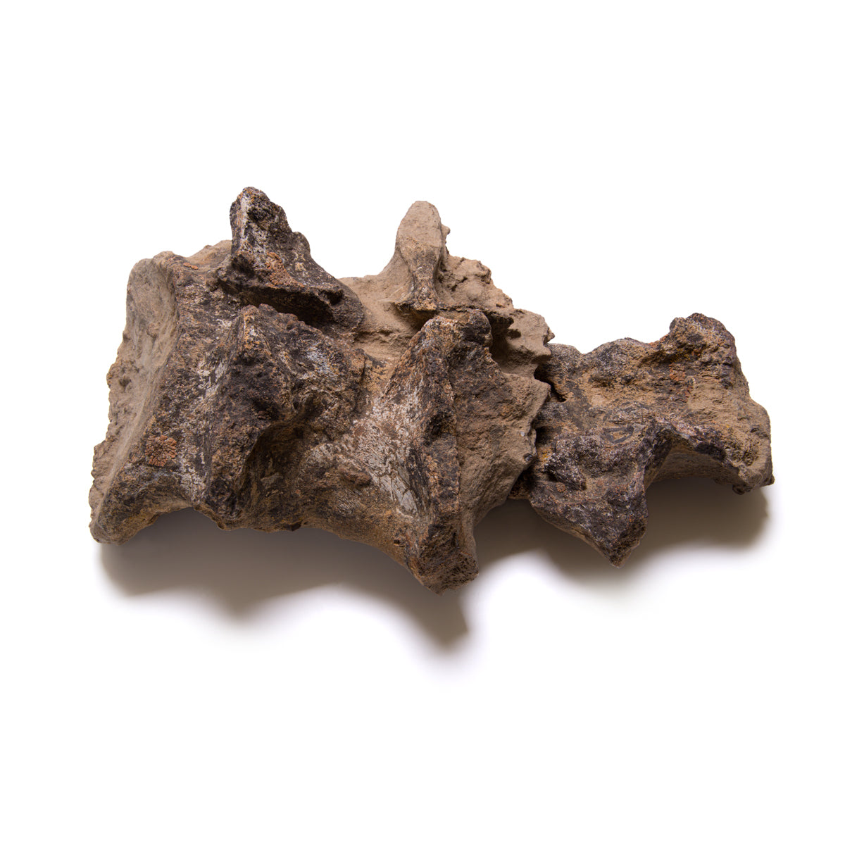 Allosaurus Vertebra Fragment - Authentic Morrison Formation Fossil Specimen - Medium