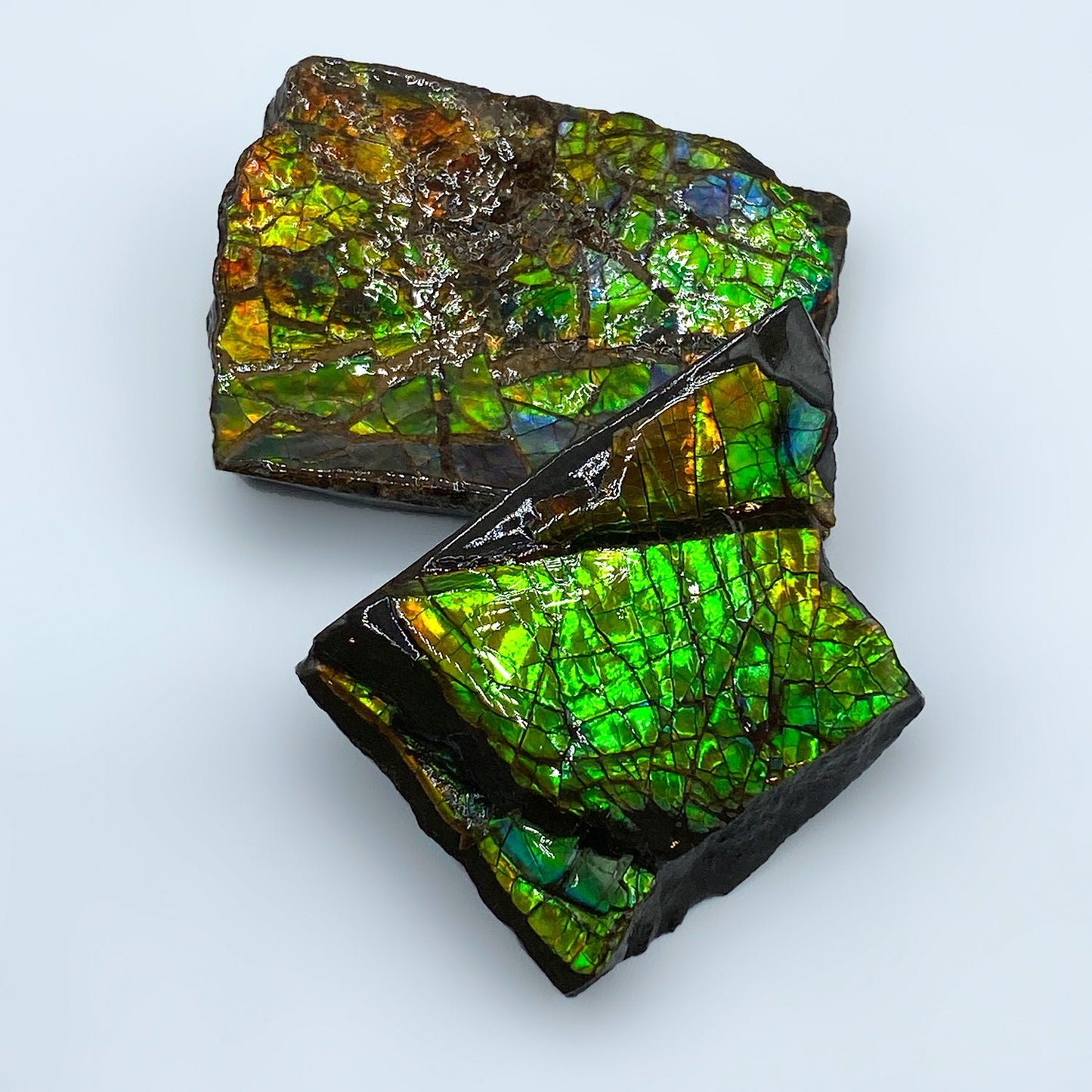Rainbow Fossil Ammolite - Authentic Gem-Quality Ammonite Fragment