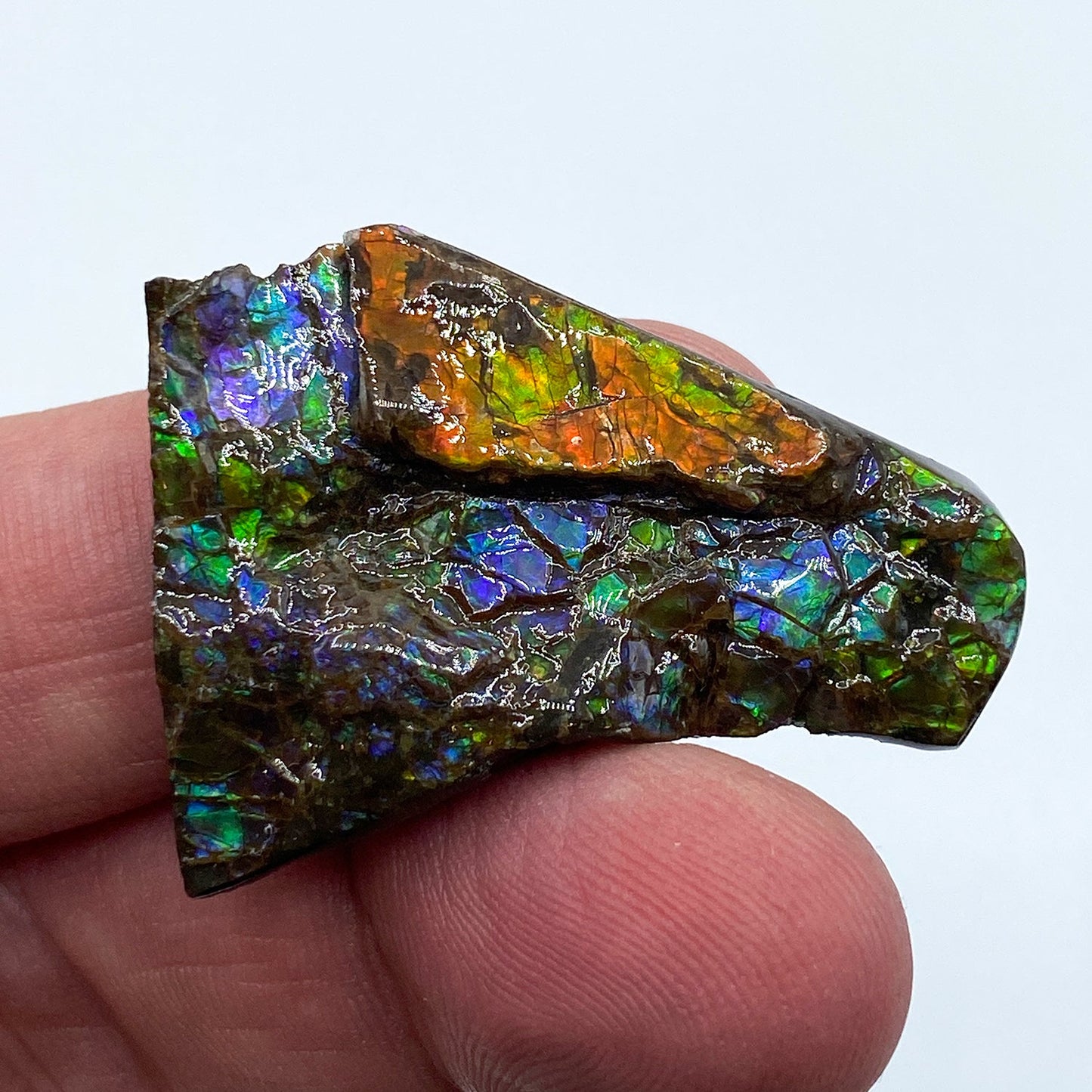 Rainbow Fossil Ammolite - Authentic Gem-Quality Ammonite Fragment