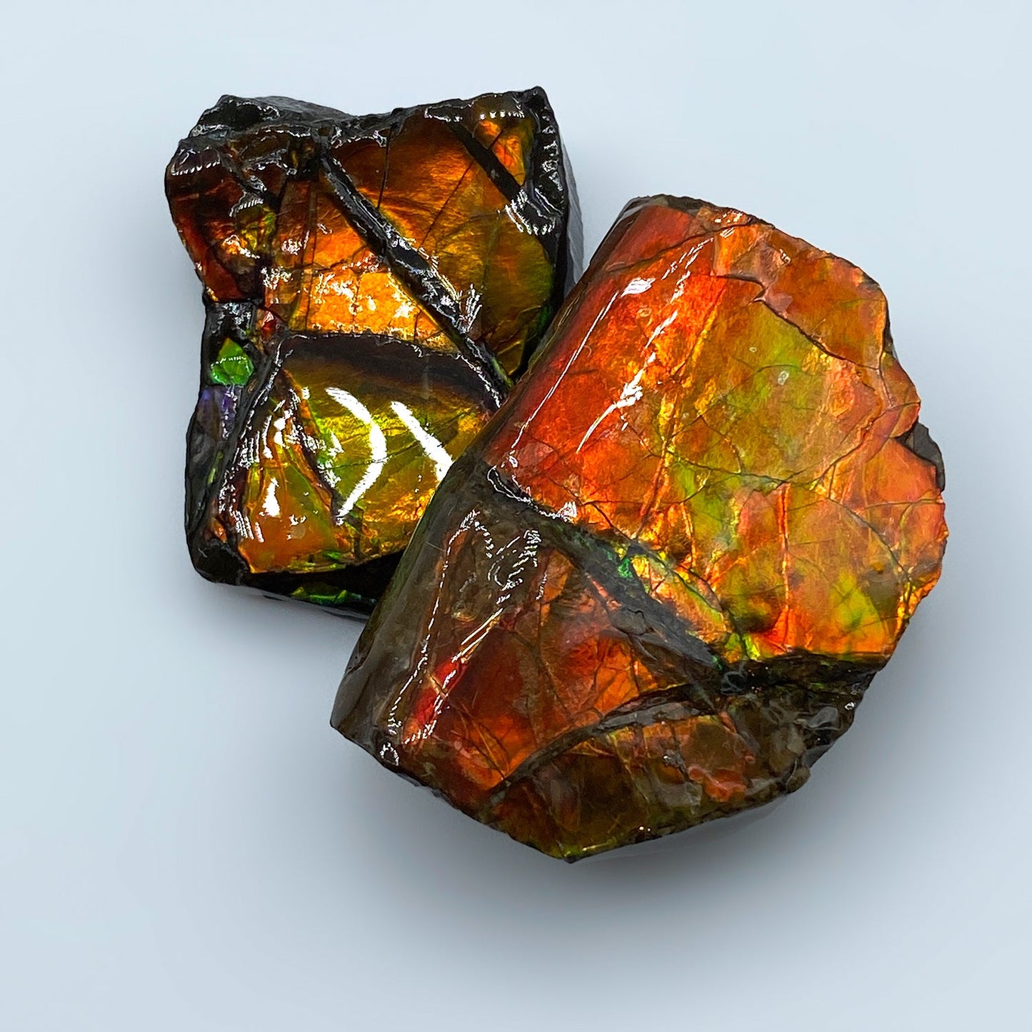 Rainbow Fossil Ammolite - Authentic Gem-Quality Ammonite Fragment