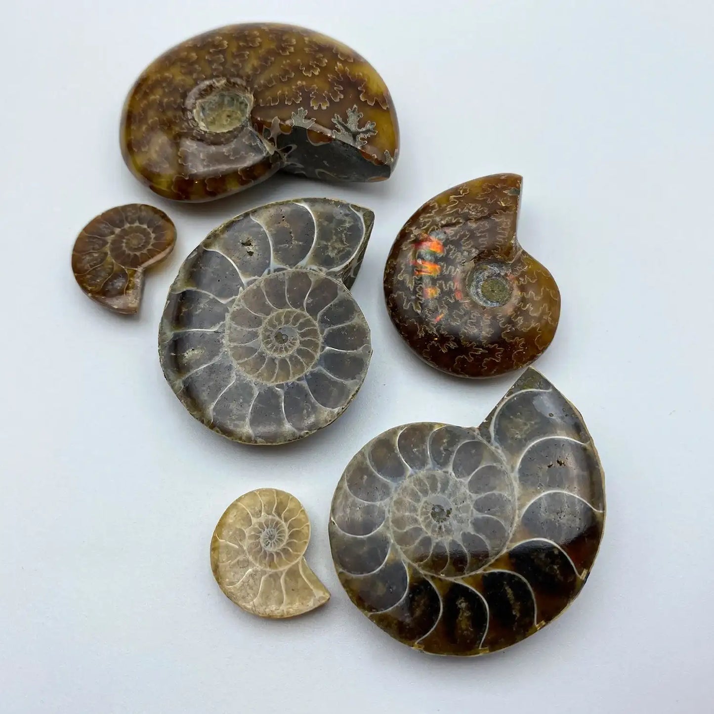 Ammonite Split Fossil - Authentic Ancient Cephalopod Specimen
