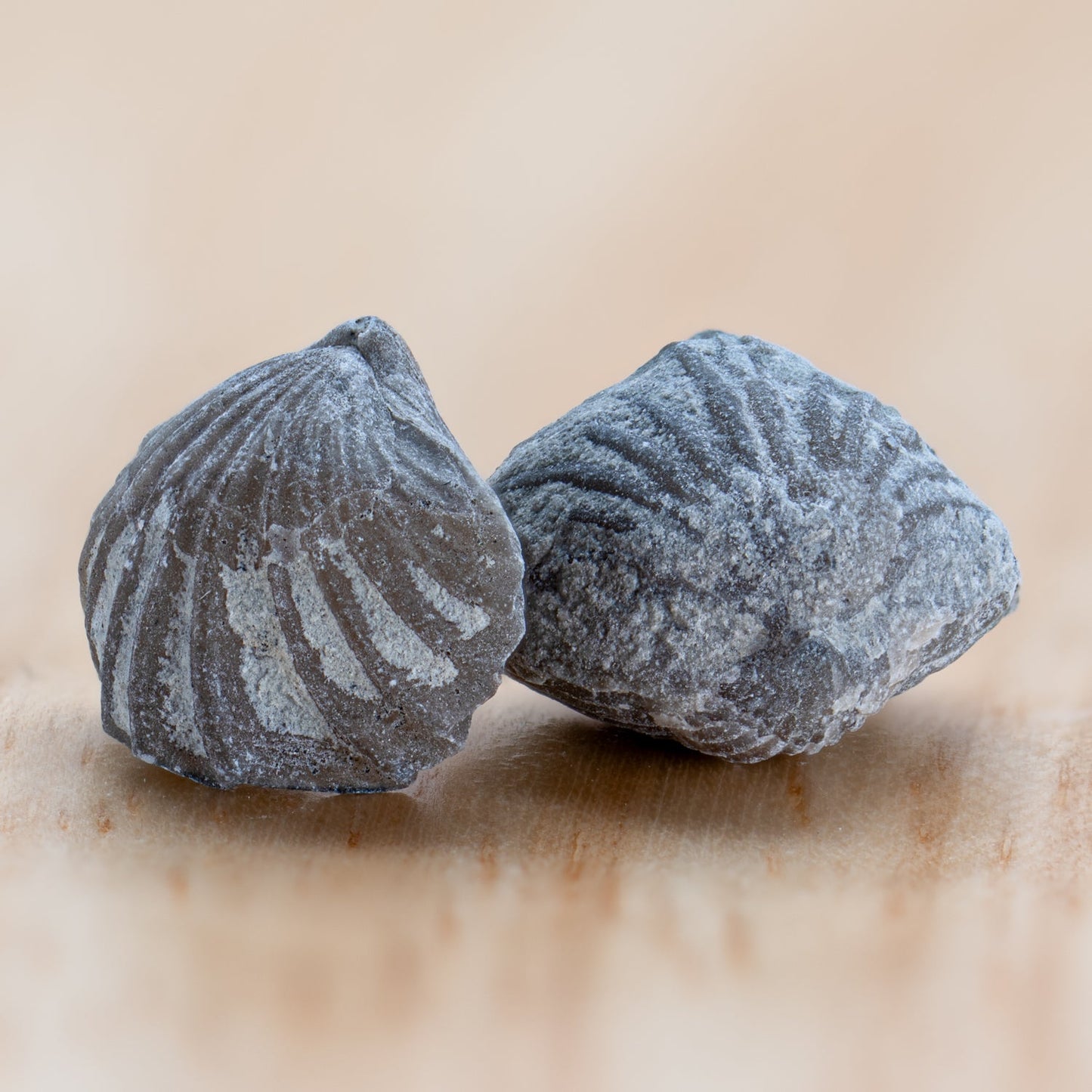 Ancient Oceans 4-in-1 Fossil Specimen Collection - Authentic Marine Fossil Set