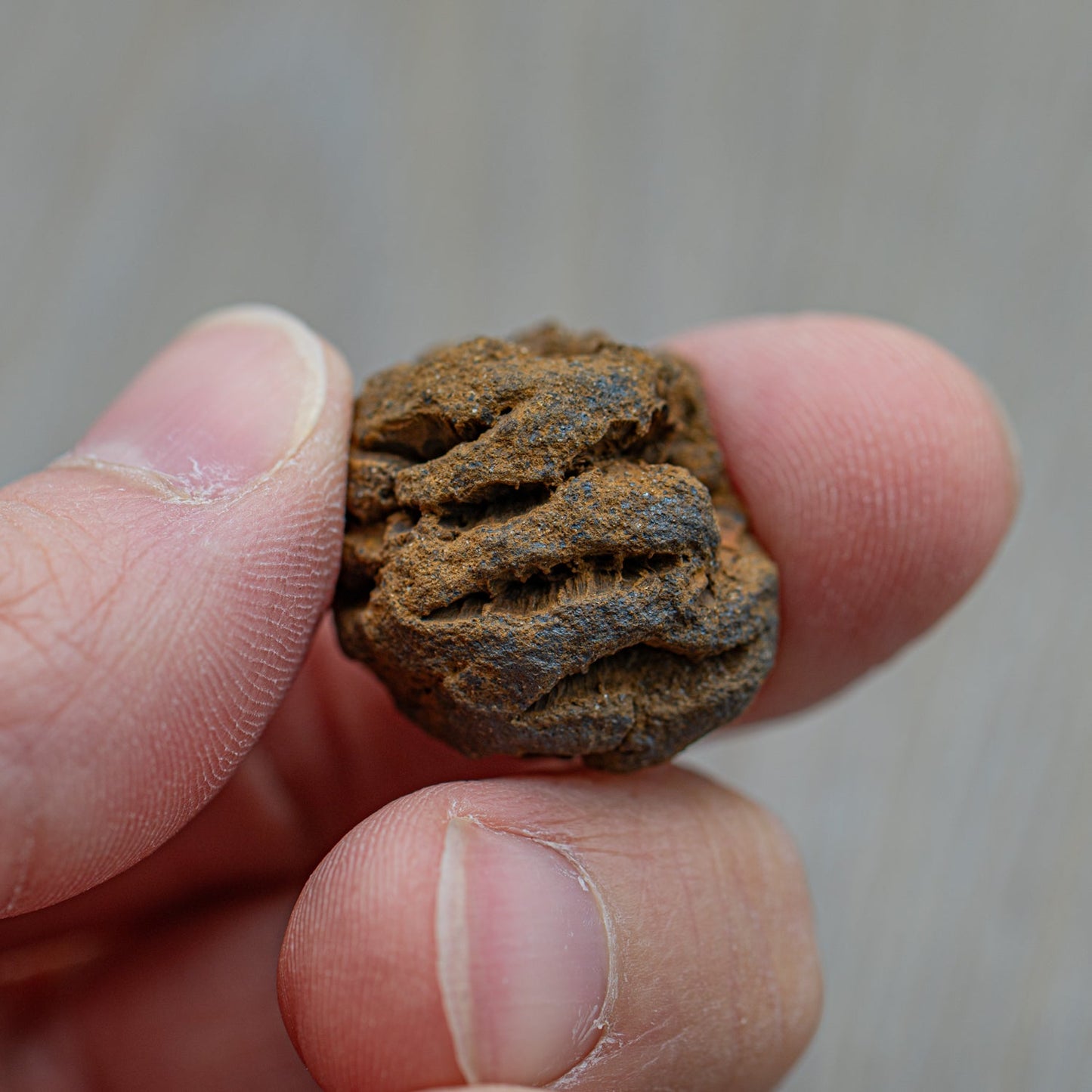 Hell Creek Dawn Redwood Cones - Authentic Metasequoia Fossil Specimens