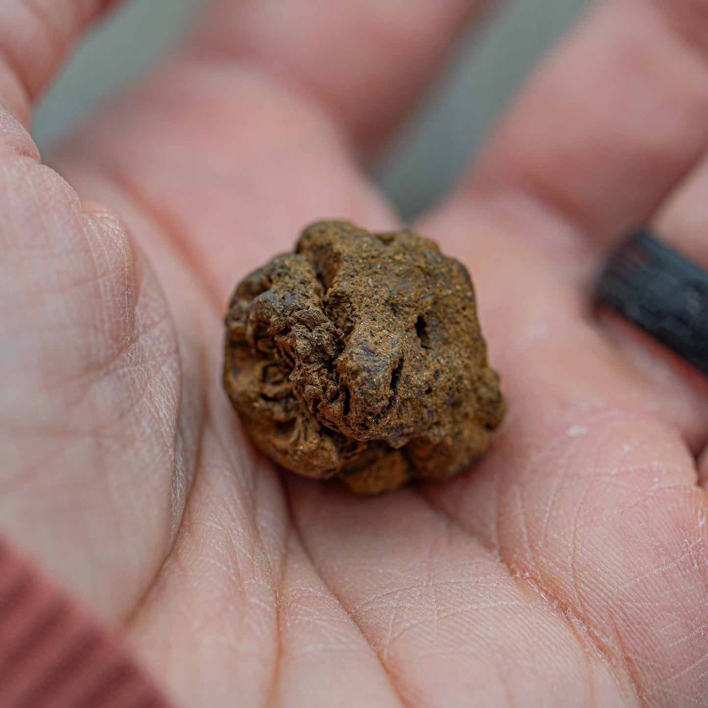 Hell Creek Dawn Redwood Cones - Authentic Metasequoia Fossil Specimens