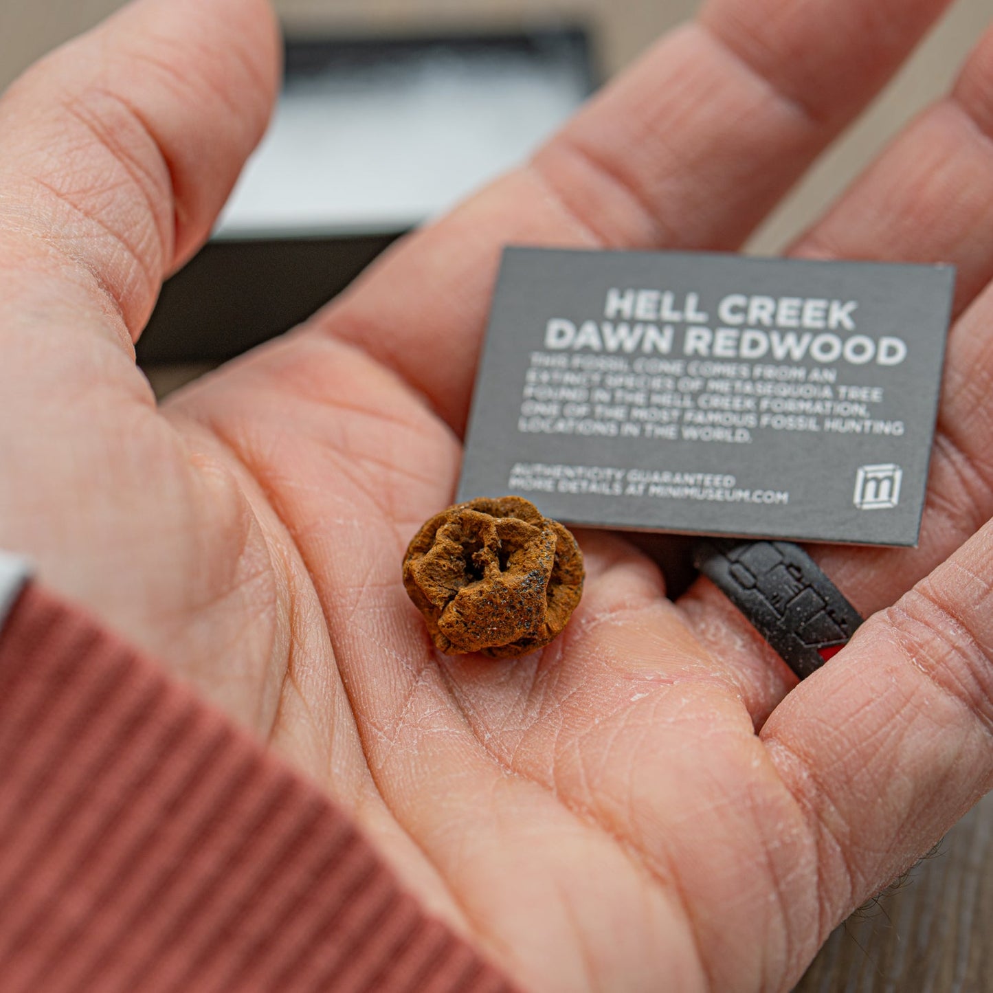 Hell Creek Dawn Redwood Cones - Authentic Metasequoia Fossil Specimens