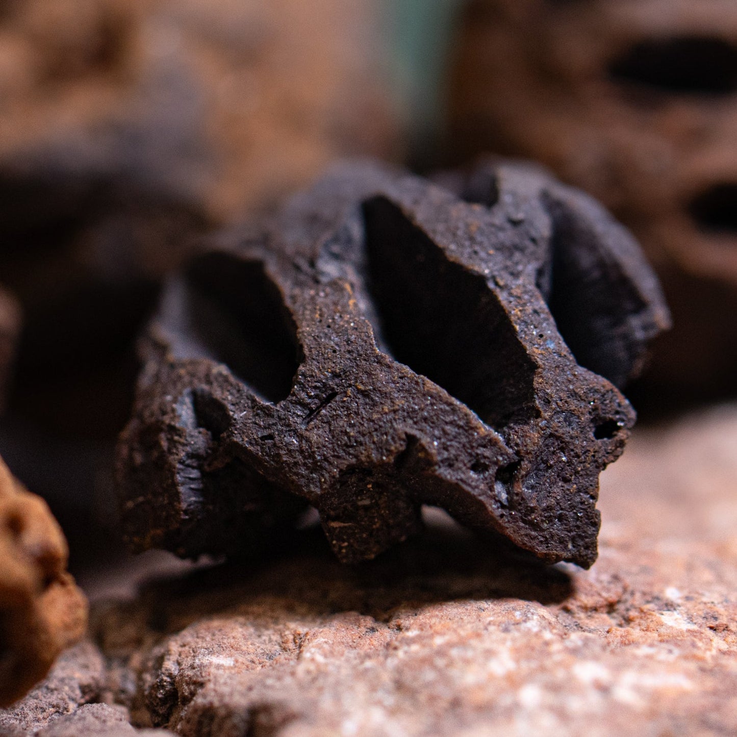 Hell Creek Dawn Redwood Cones - Authentic Metasequoia Fossil Specimens