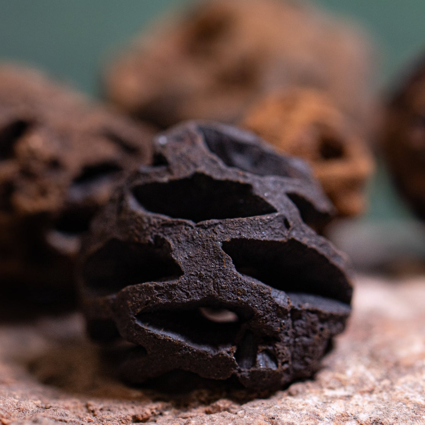 Hell Creek Dawn Redwood Cones - Authentic Metasequoia Fossil Specimens