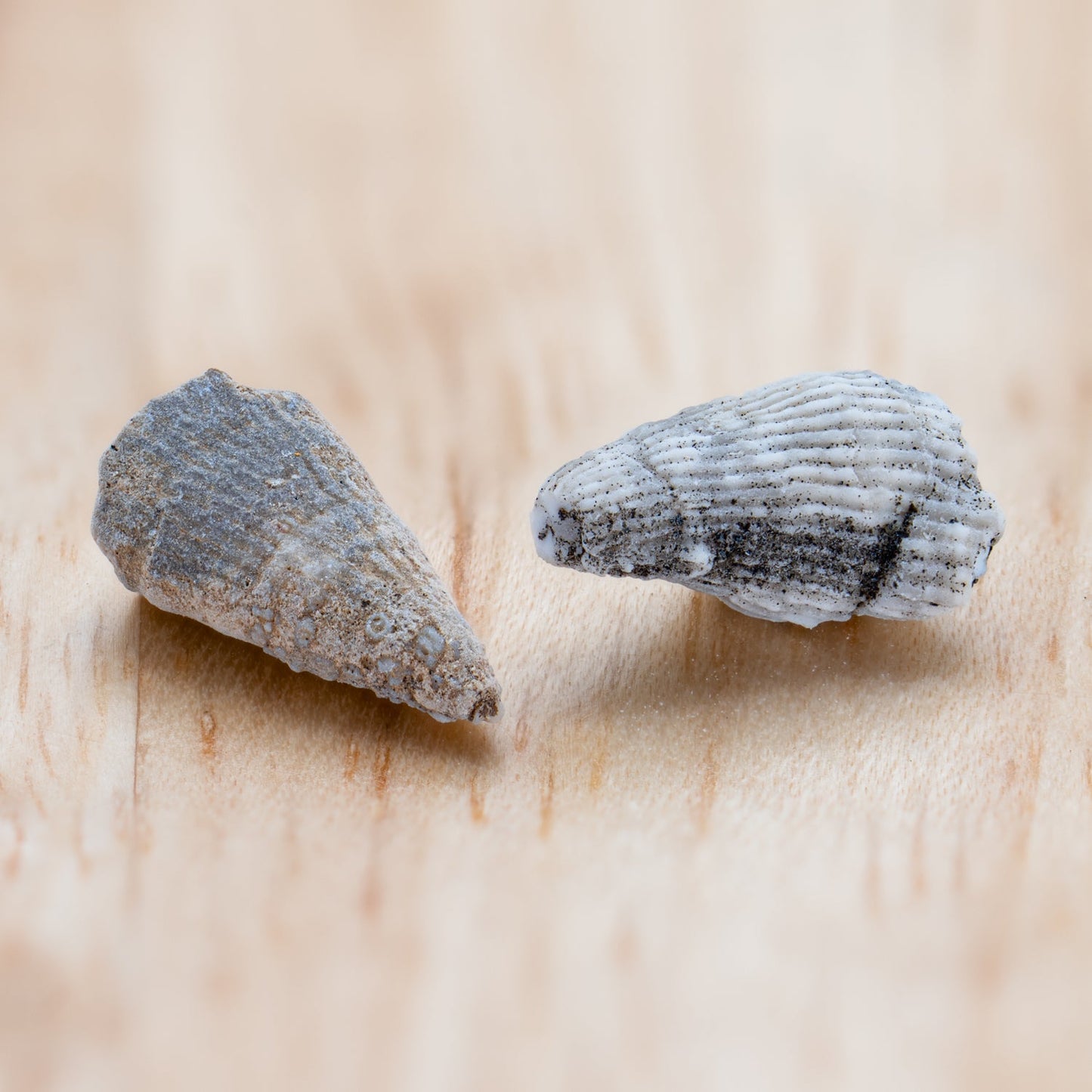 Ancient Oceans 4-in-1 Fossil Specimen Collection - Authentic Marine Fossil Set