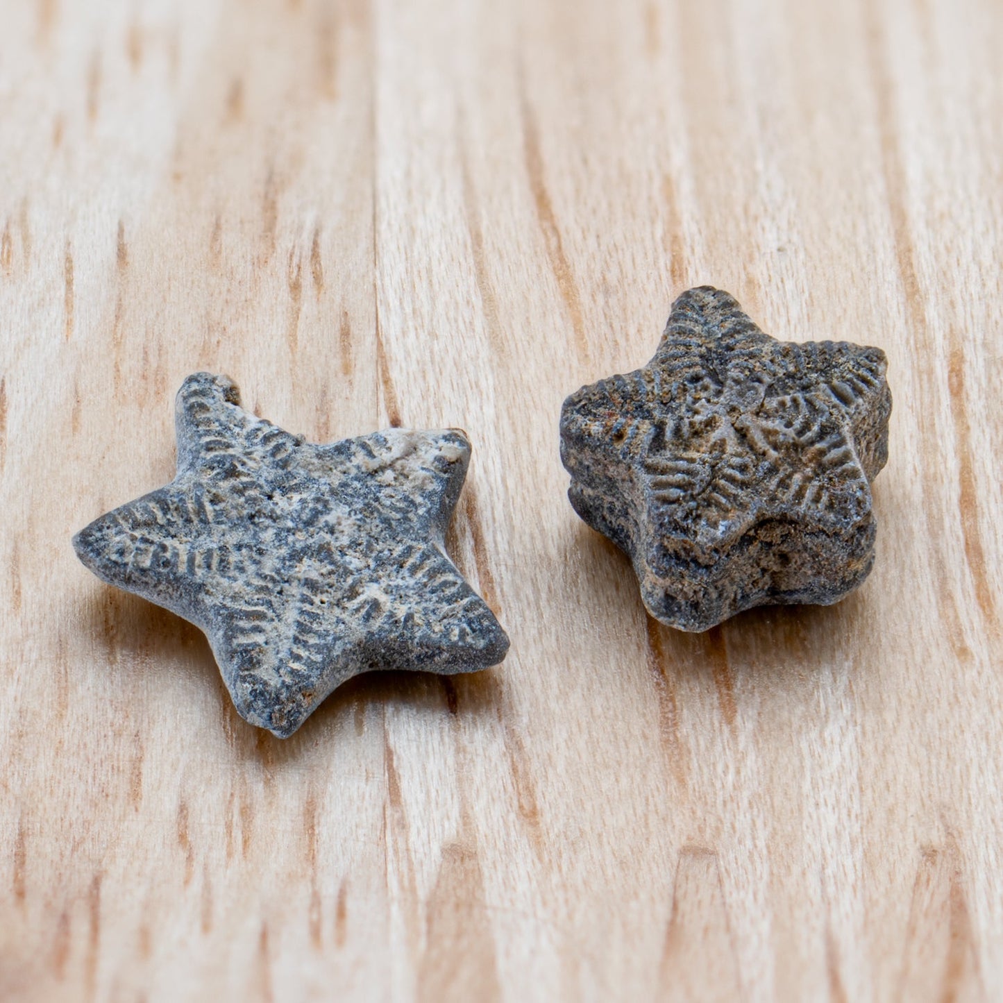 Ancient Oceans 4-in-1 Fossil Specimen Collection - Authentic Marine Fossil Set