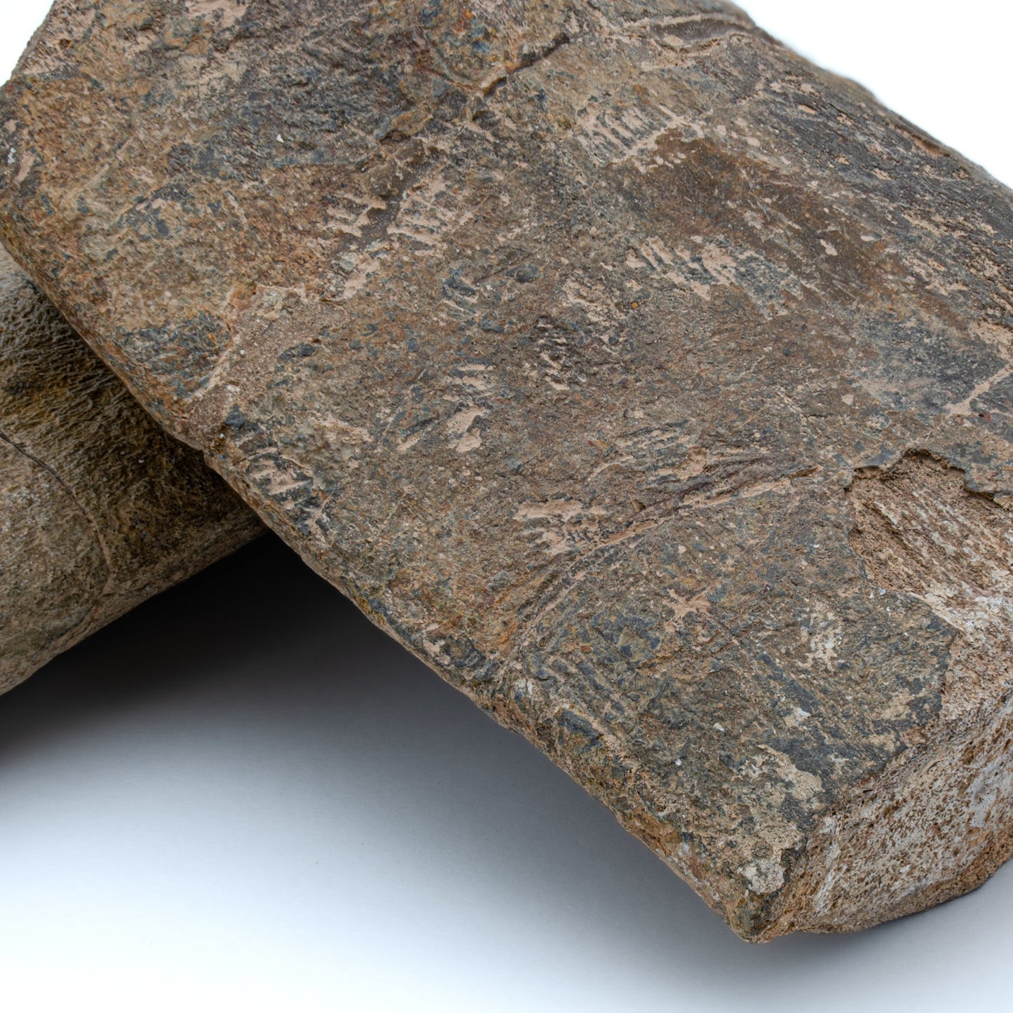 Dunkleosteus Skull Fossil Fragment - Authentic Famennian Formation Specimen