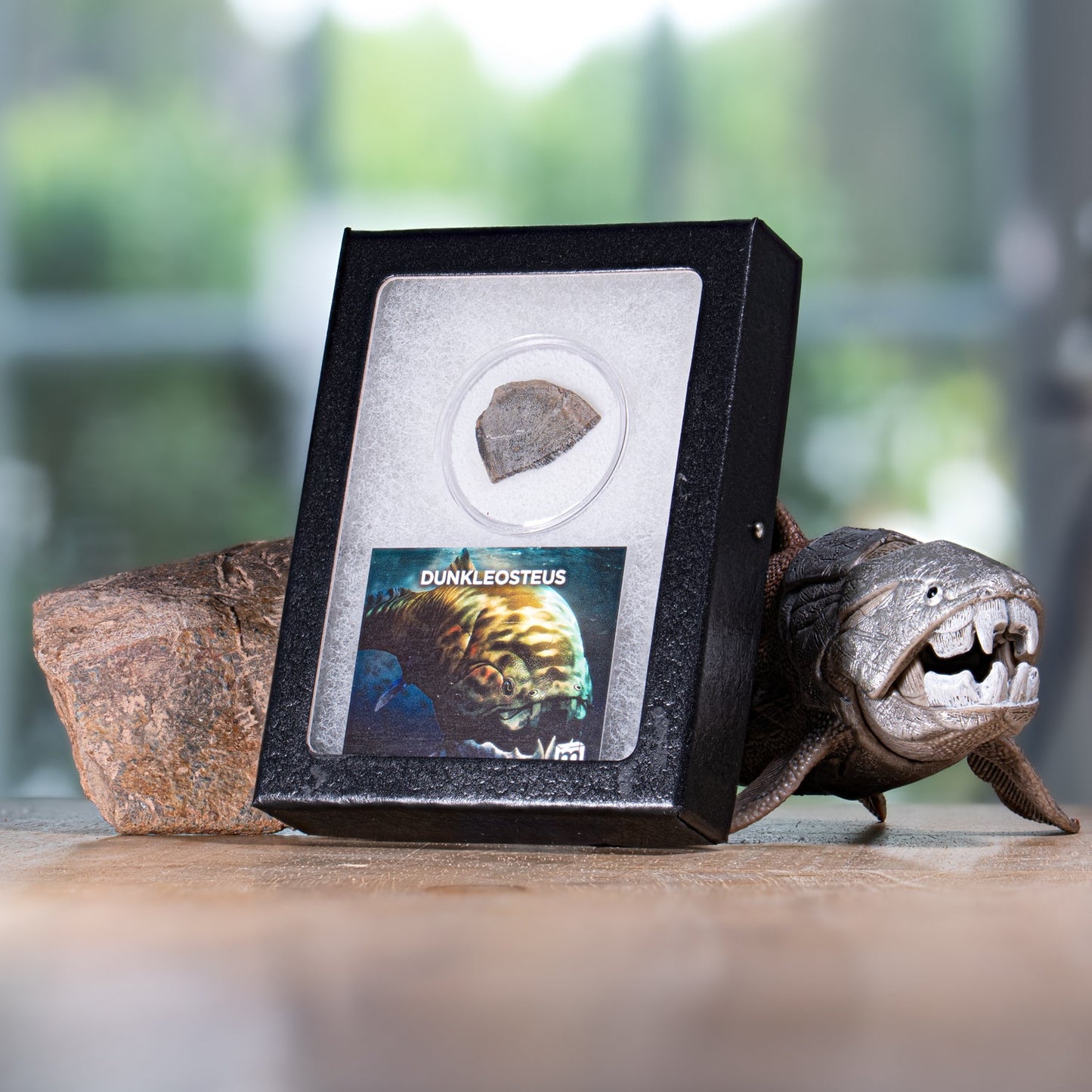Dunkleosteus Skull Fossil Fragment - Authentic Famennian Formation Specimen