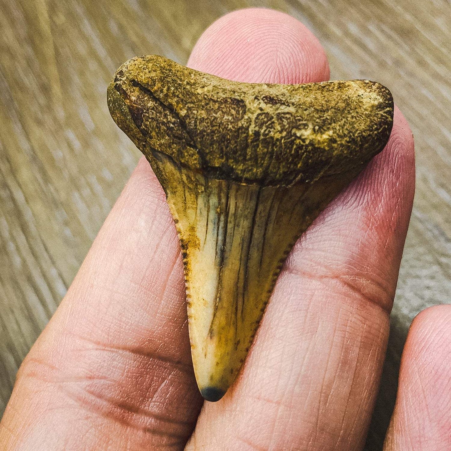 Fossil Great White Shark Tooth - Authentic Ancient Specimen - Large 1.5 in to 2 in