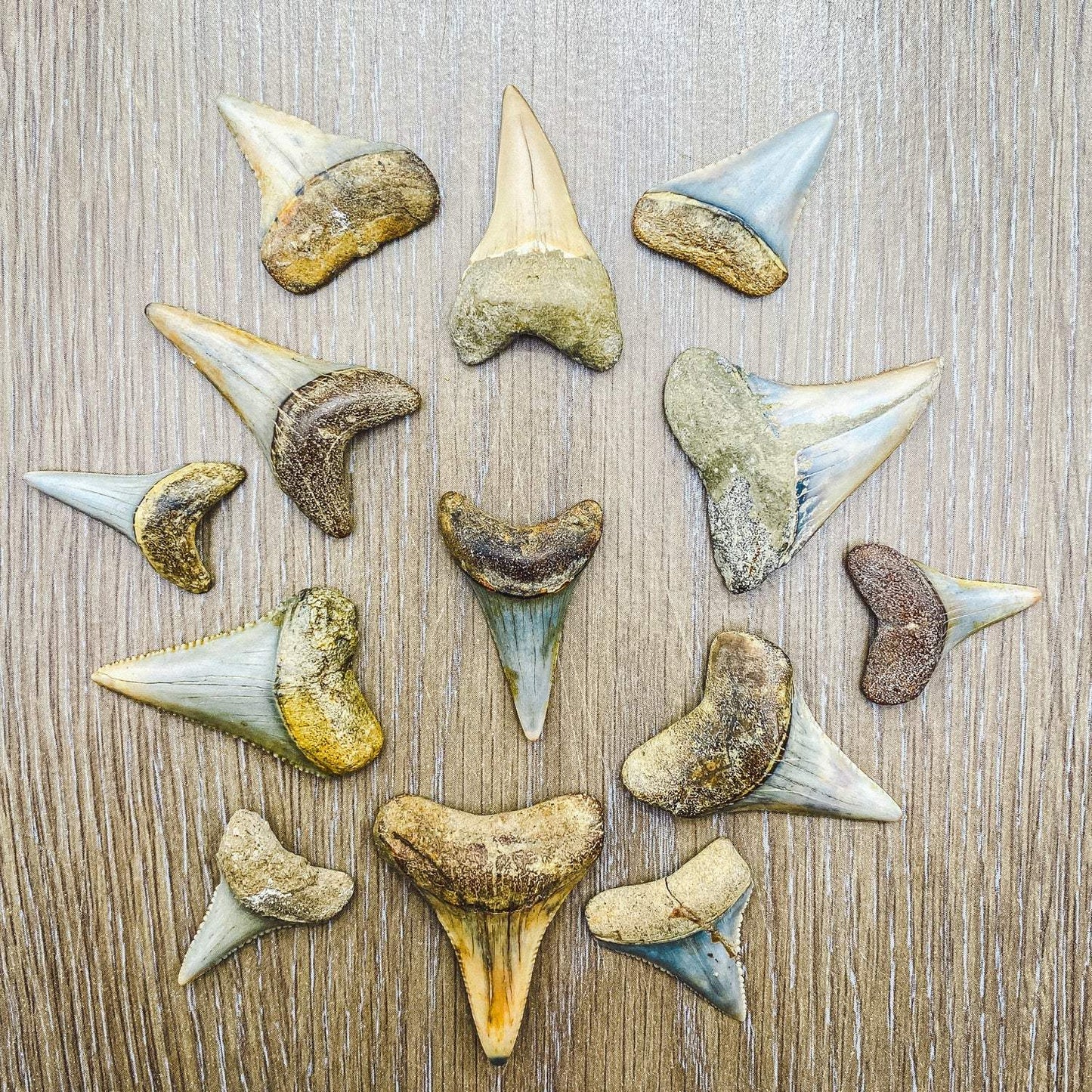 Fossil Great White Shark Tooth - Authentic Ancient Specimen - Large 1.5 in to 2 in