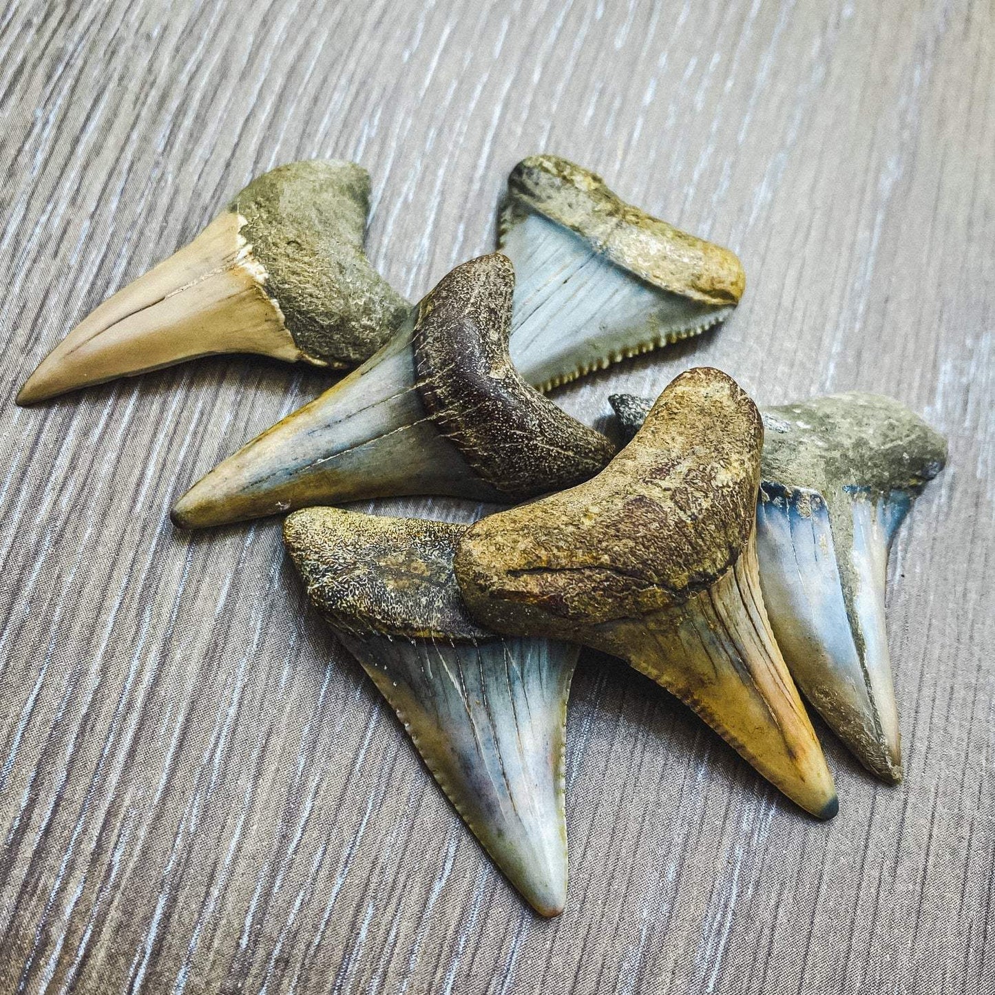 Fossil Great White Shark Tooth - Authentic Ancient Specimen - Large 1.5 in to 2 in