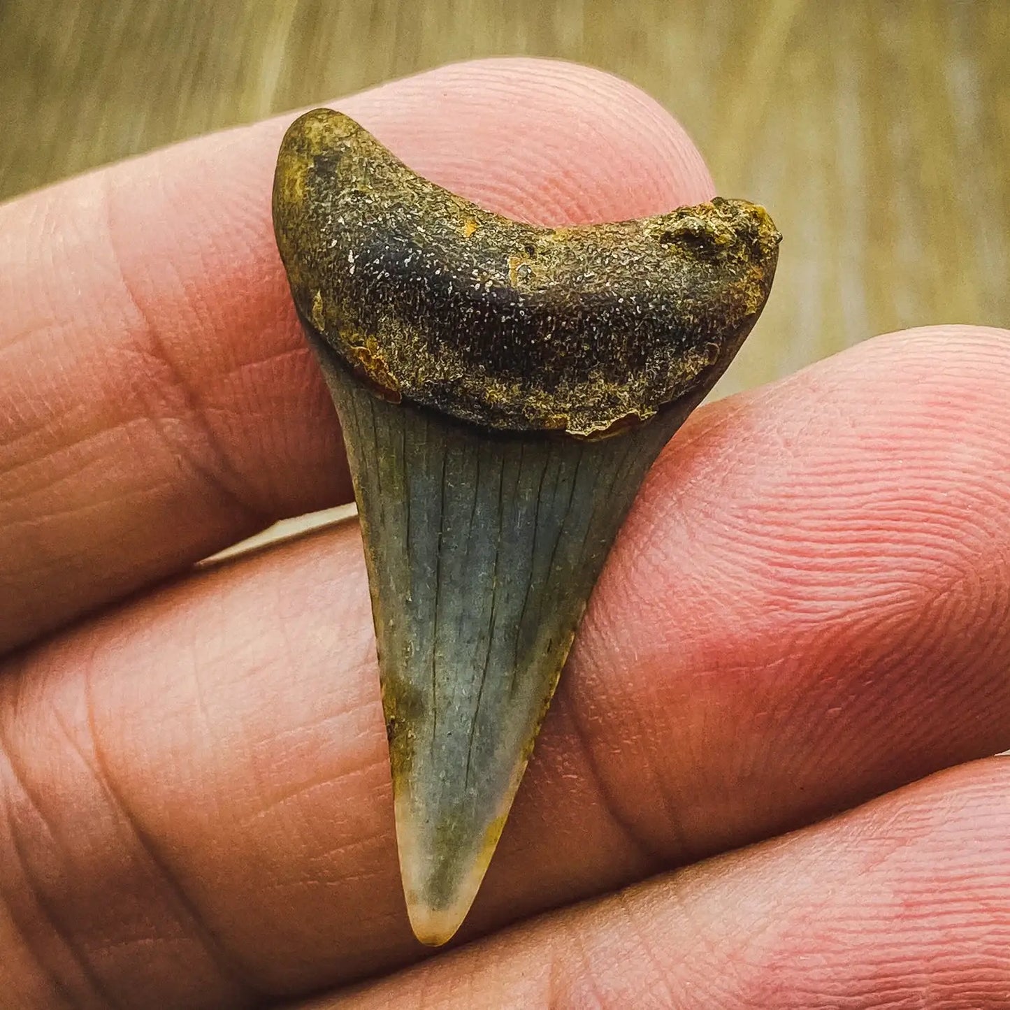 Fossil Great White Shark Tooth - Authentic Ancient Specimen - Large 1.5 in to 2 in