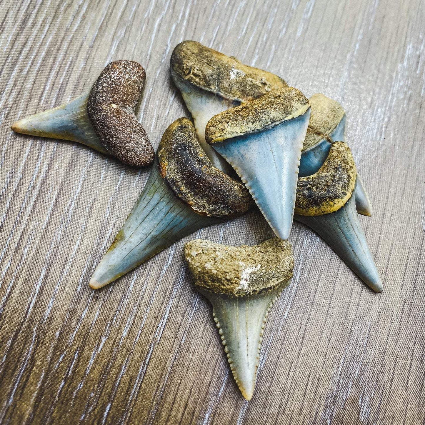 Fossil Great White Shark Tooth - Authentic Ancient Specimen - Large 1.5 in to 2 in