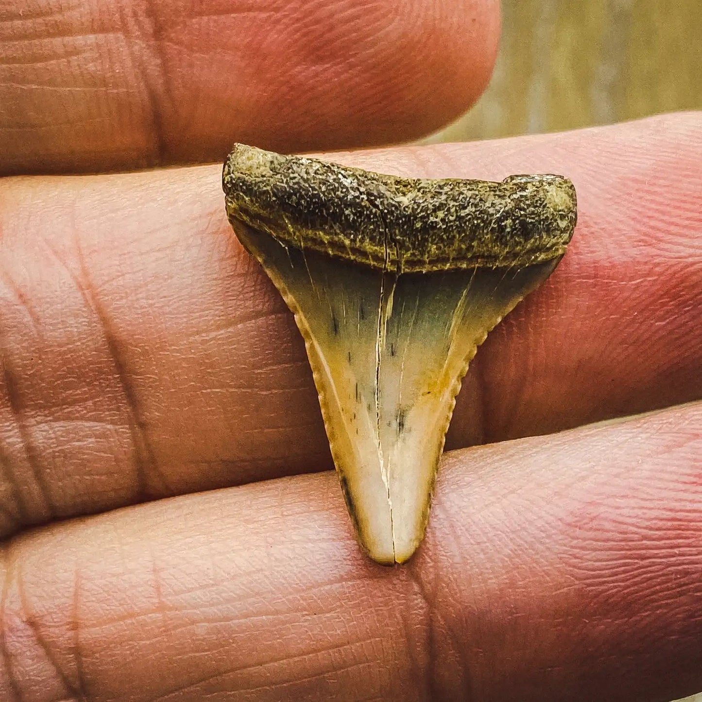 Fossil Great White Shark Tooth - Authentic Ancient Specimen - Large 1.5 in to 2 in