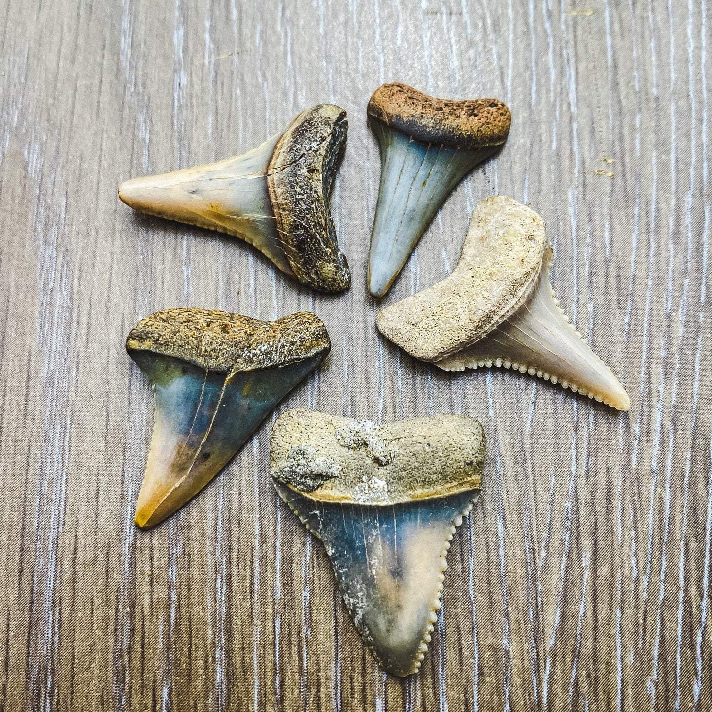 Fossil Great White Shark Tooth - Authentic Ancient Specimen - Large 1.5 in to 2 in