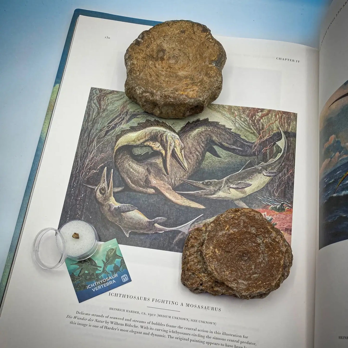 Ichthyosaur Vertebra Fossil - Authentic Jurassic UK Specimen - Whole