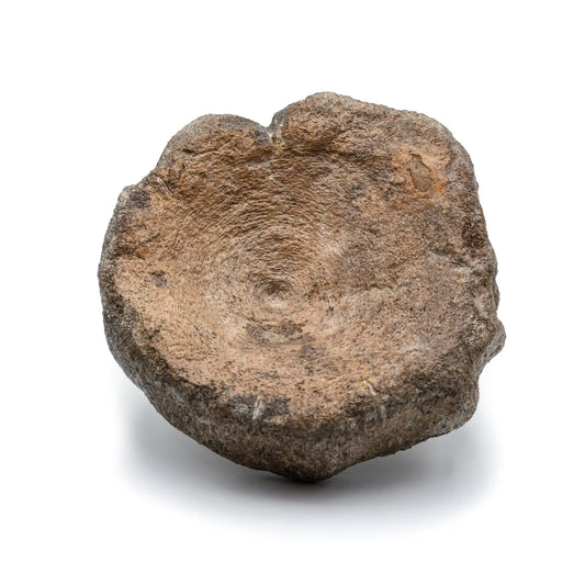 Ichthyosaur Vertebra Fossil - Authentic Jurassic UK Specimen - Whole