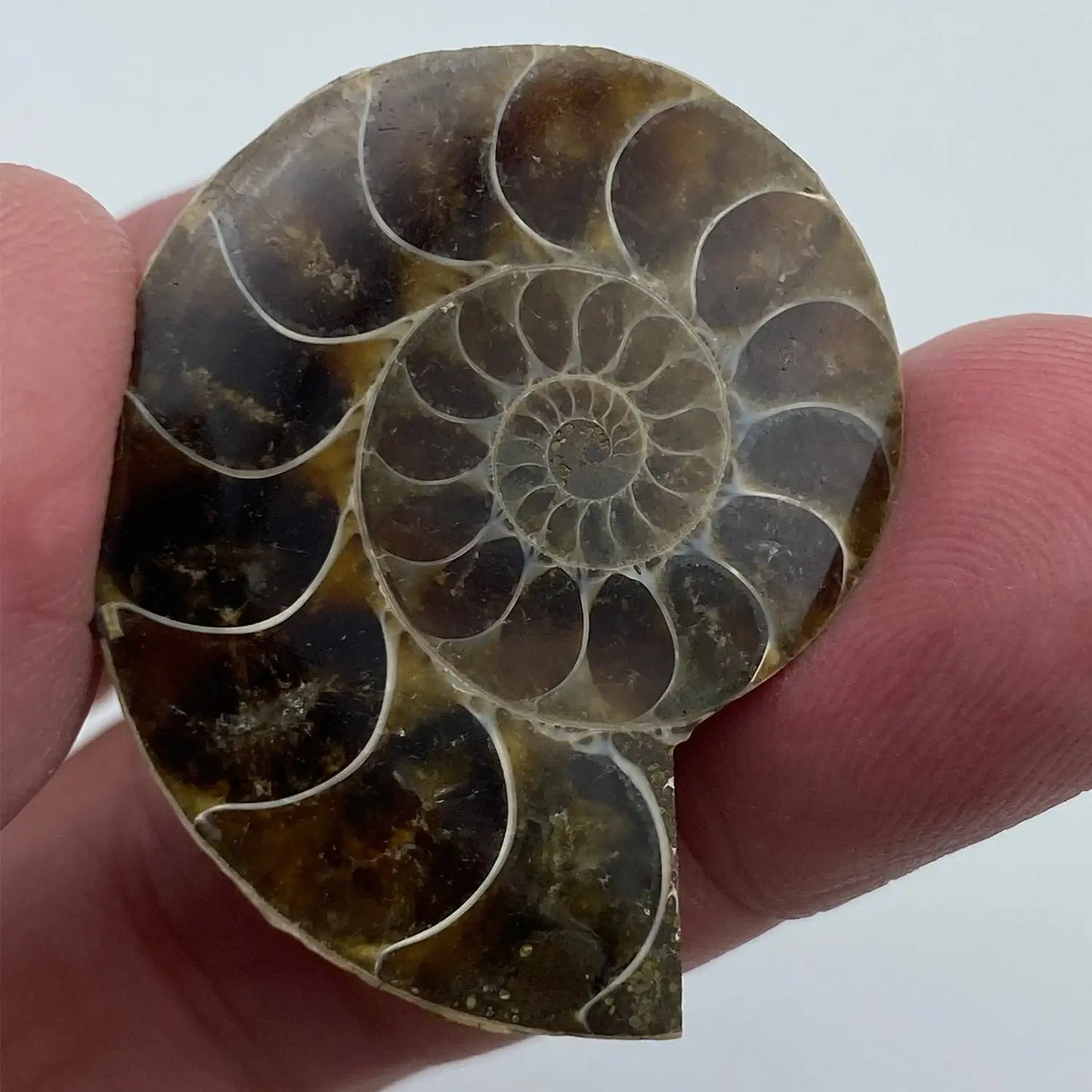 Ammonite Split Fossil - Authentic Ancient Cephalopod Specimen