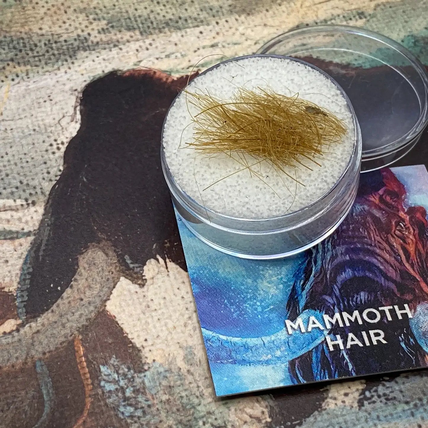 Woolly Mammoth Hair - Authentic 19,551-Year-Old Pleistocene Specimen