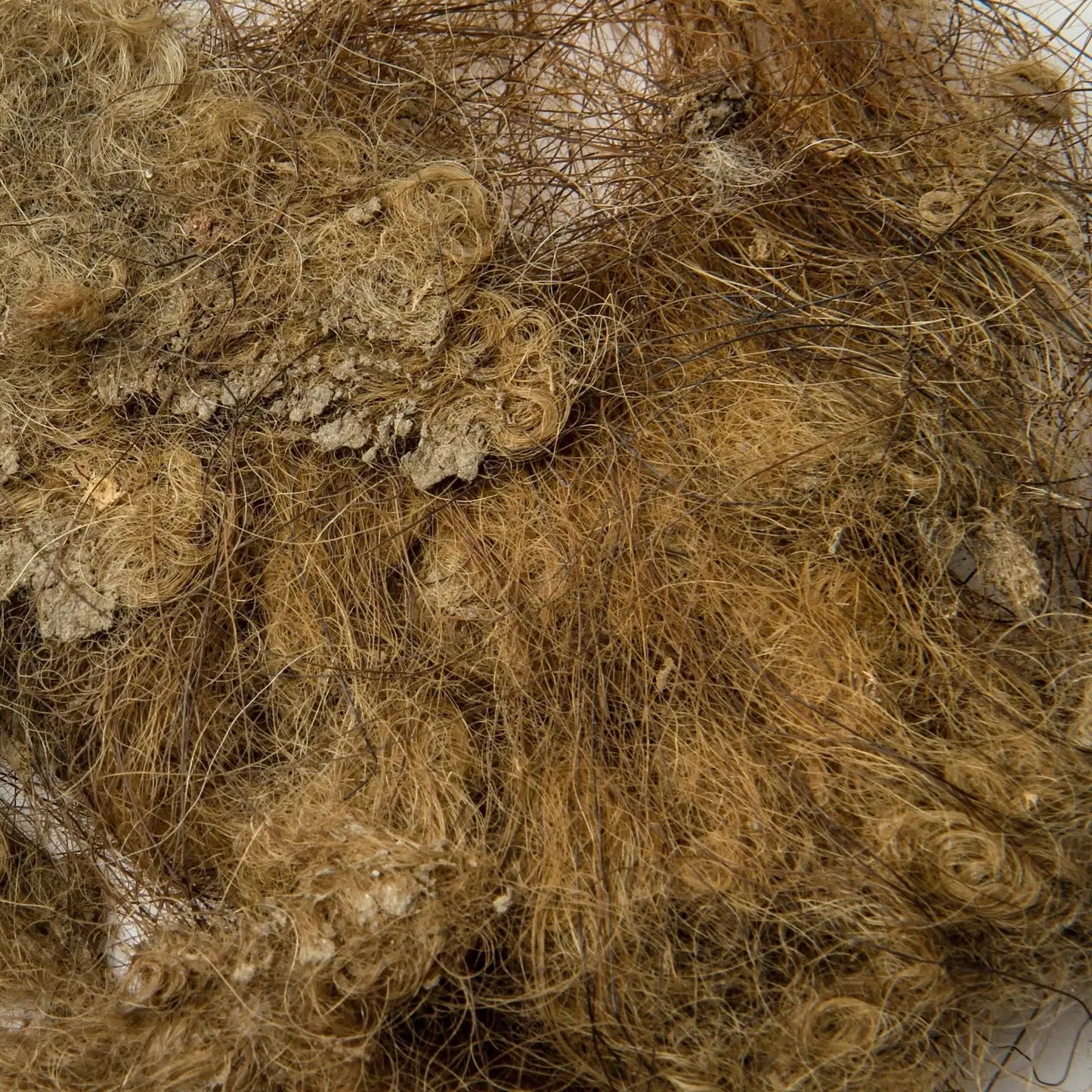 Woolly Mammoth Hair - Authentic 19,551-Year-Old Pleistocene Specimen