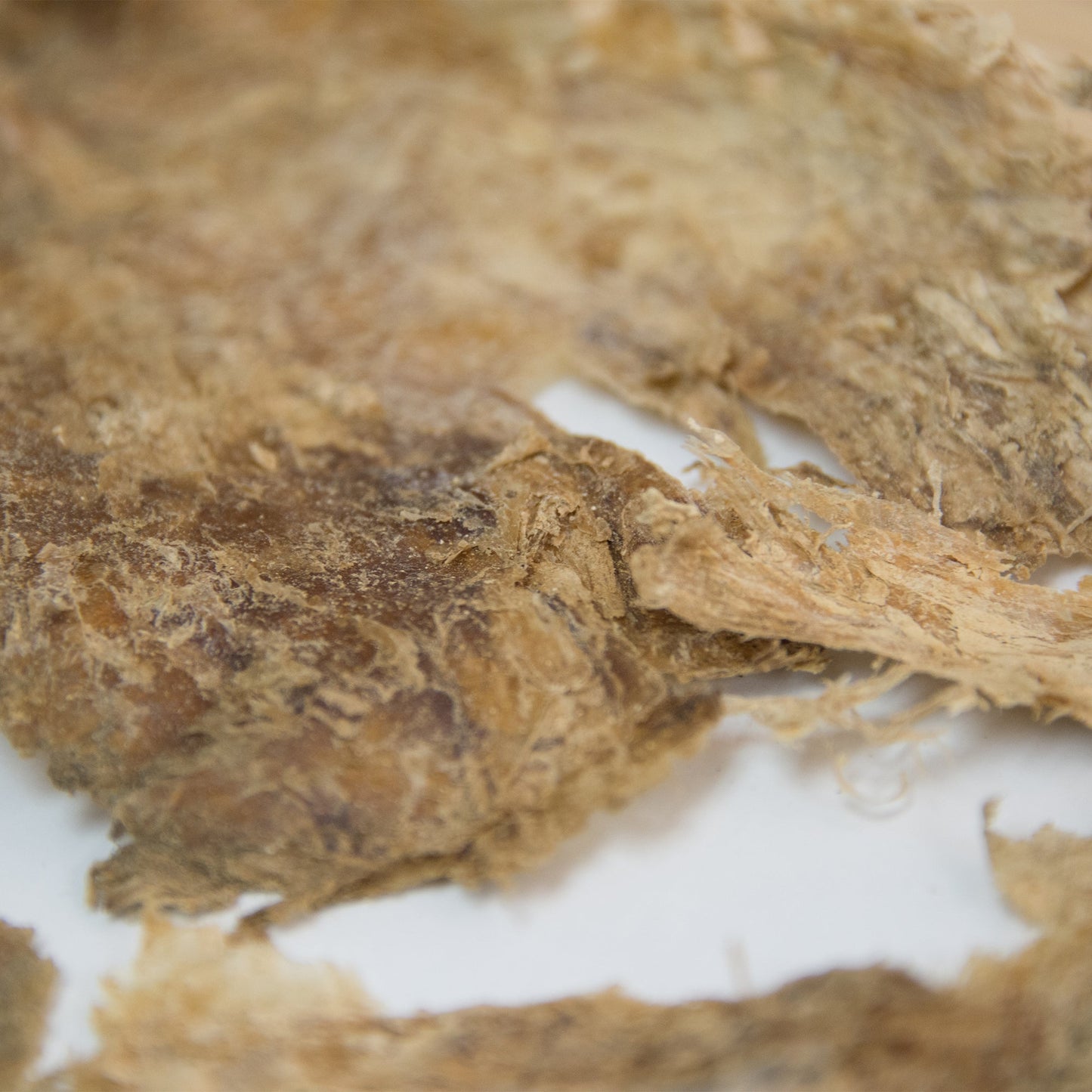 Mammoth Meat Authentic Artifact in Riker Case